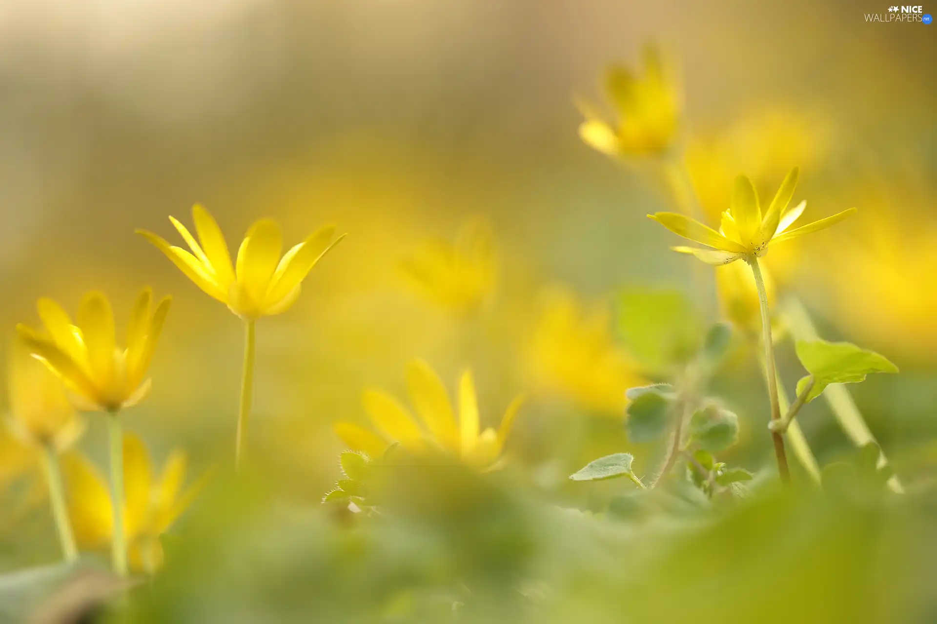 Flowers, fig buttercup, Yellow