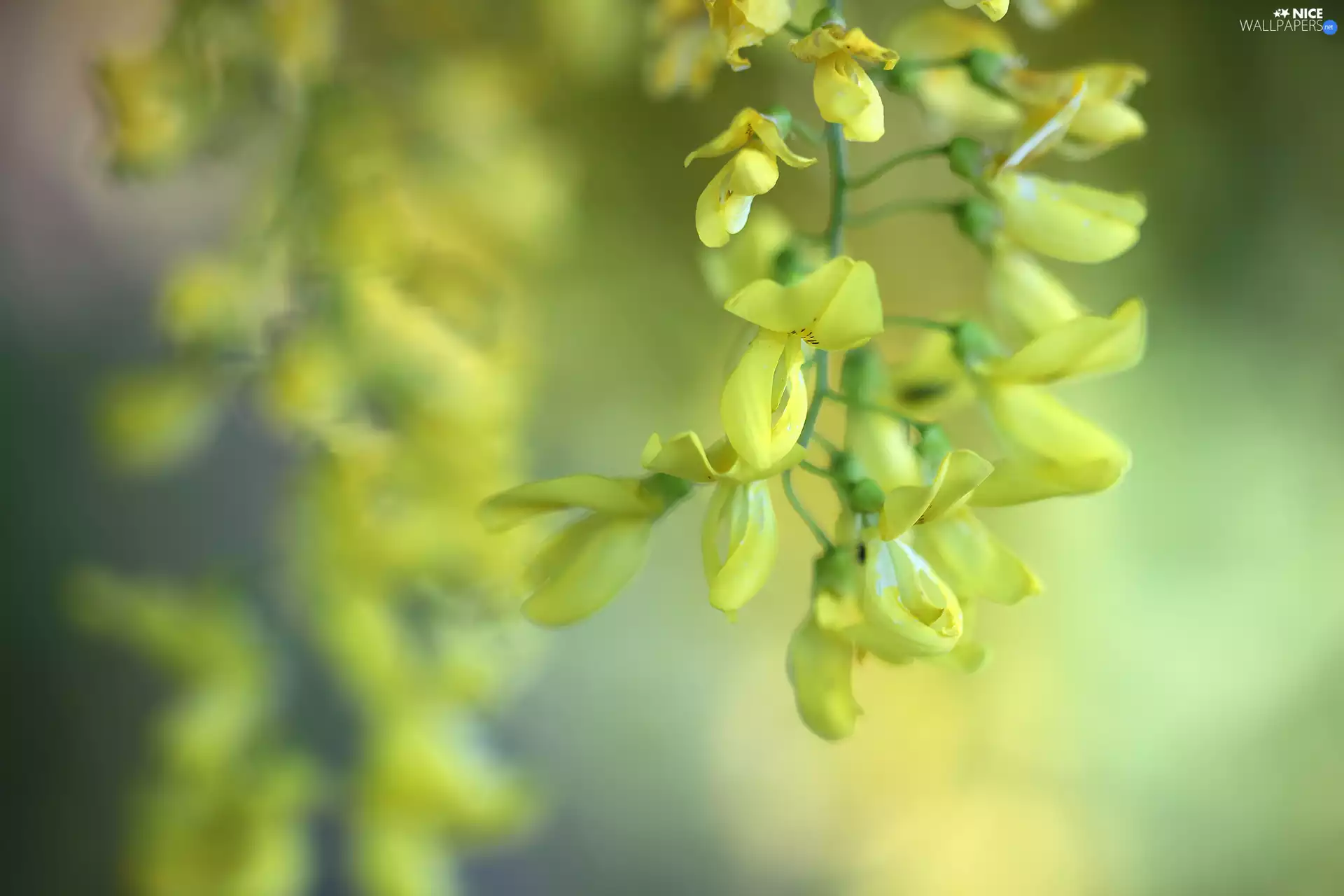 Flowers, Golden Chain, Yellow