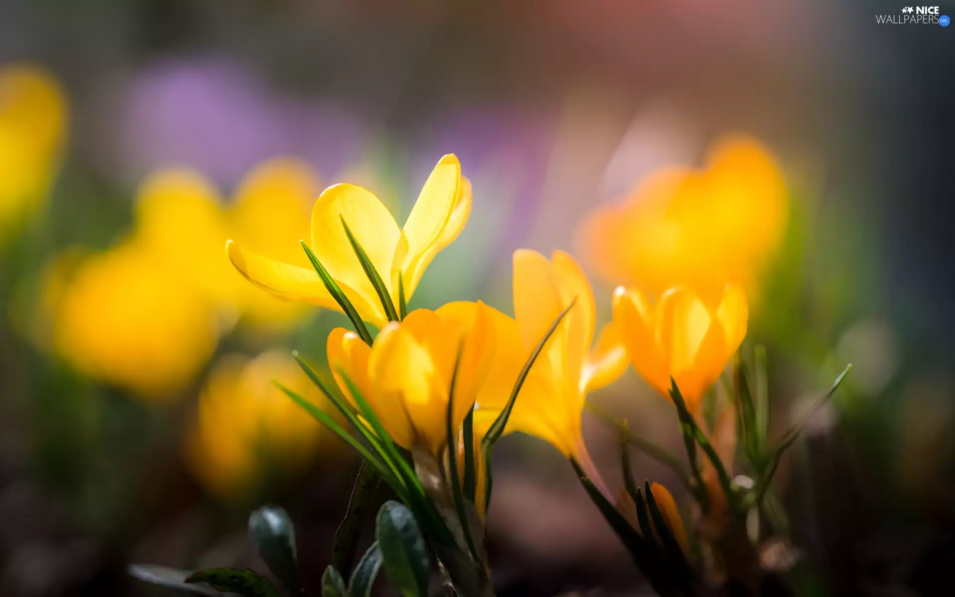 Flowers, crocuses, cluster, Yellow