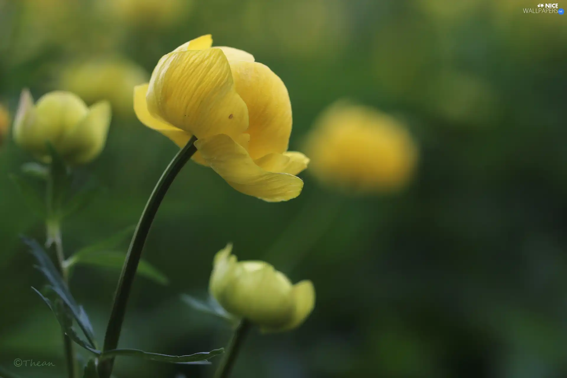 Colourfull Flowers, buttercup, Yellow