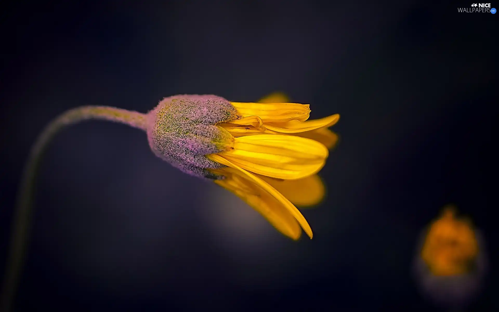 Colourfull Flowers, Close, Yellow