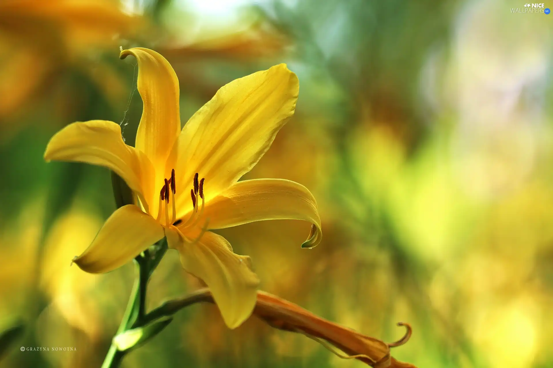 Colourfull Flowers, lily, Yellow
