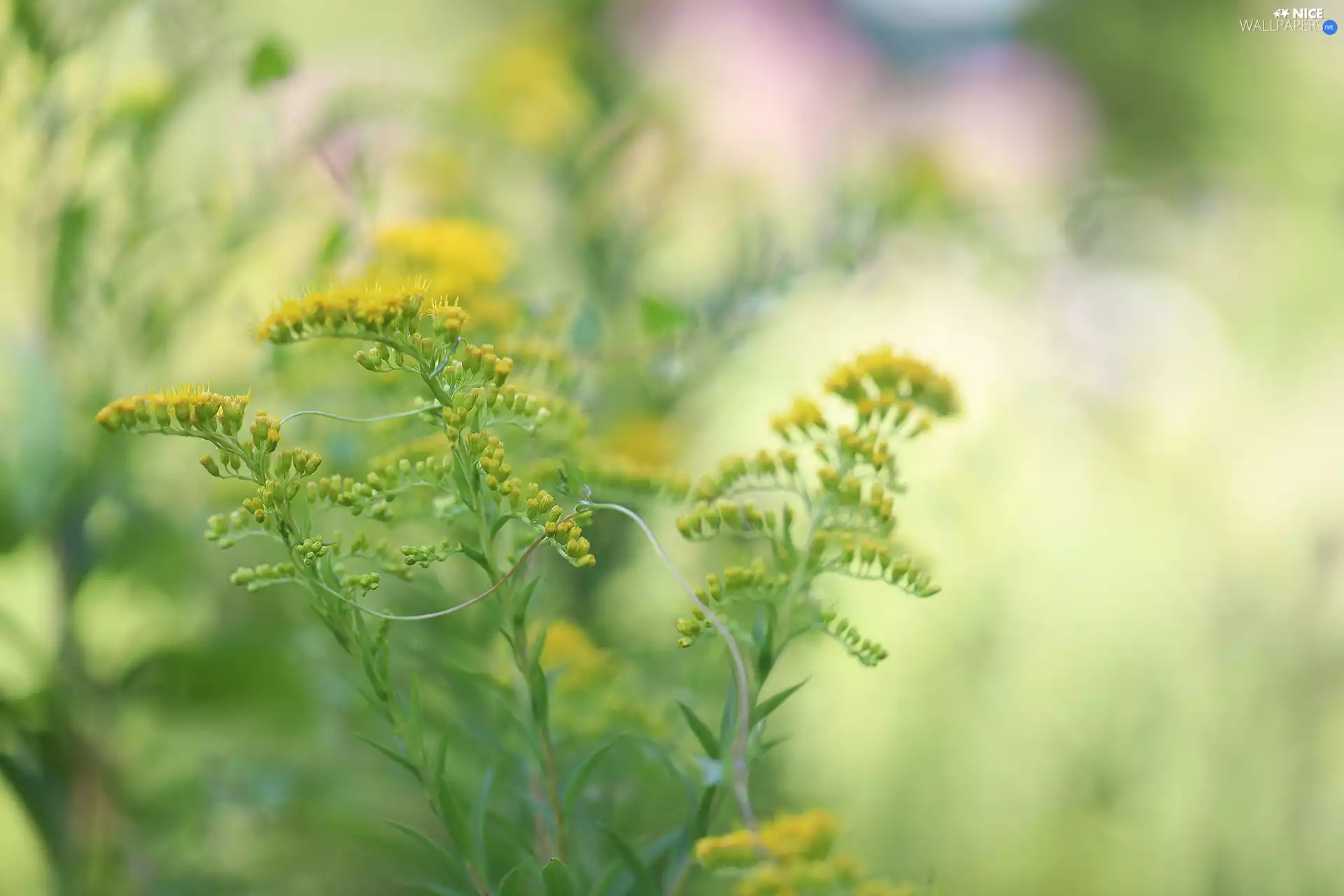 Flowers, European Goldenrod, Yellow