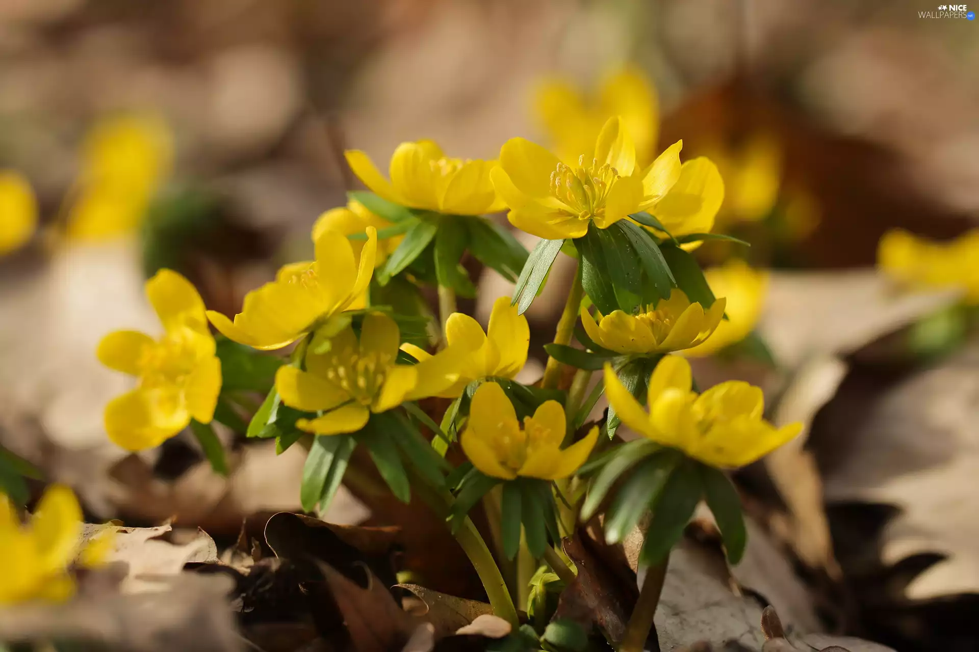 Flowers, Eranthis hyemalis, Yellow