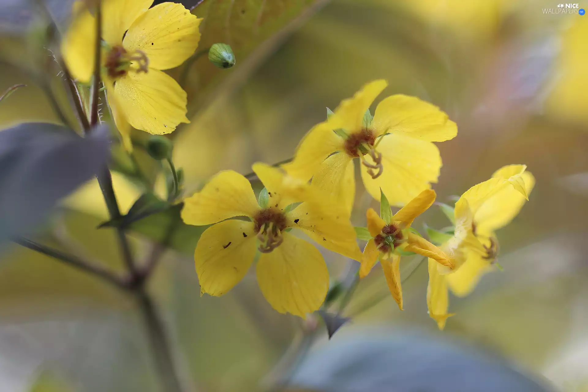 Flowers, Fringed Loosestrife, Yellow