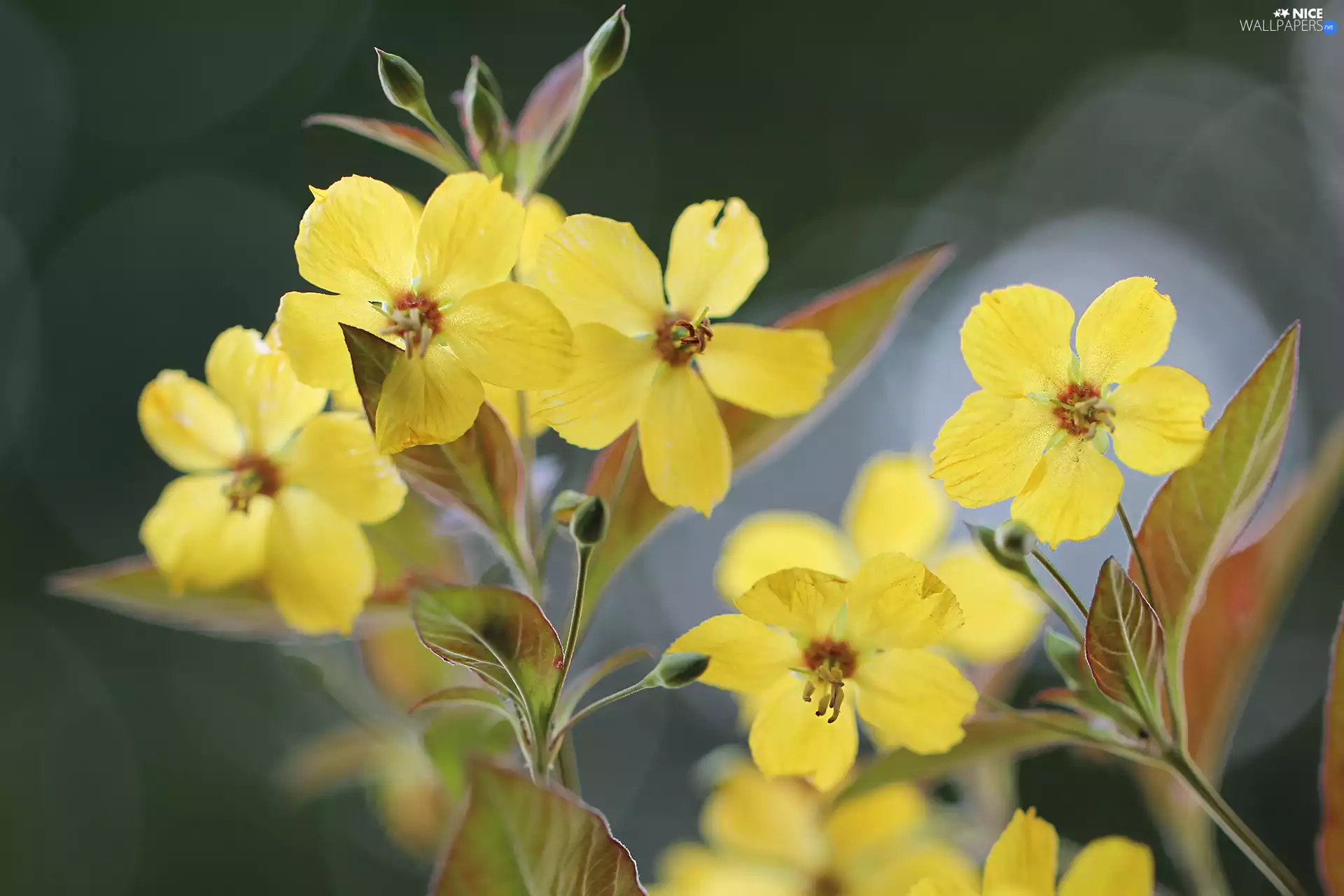 Flowers, Fringed Loosestrife, Yellow