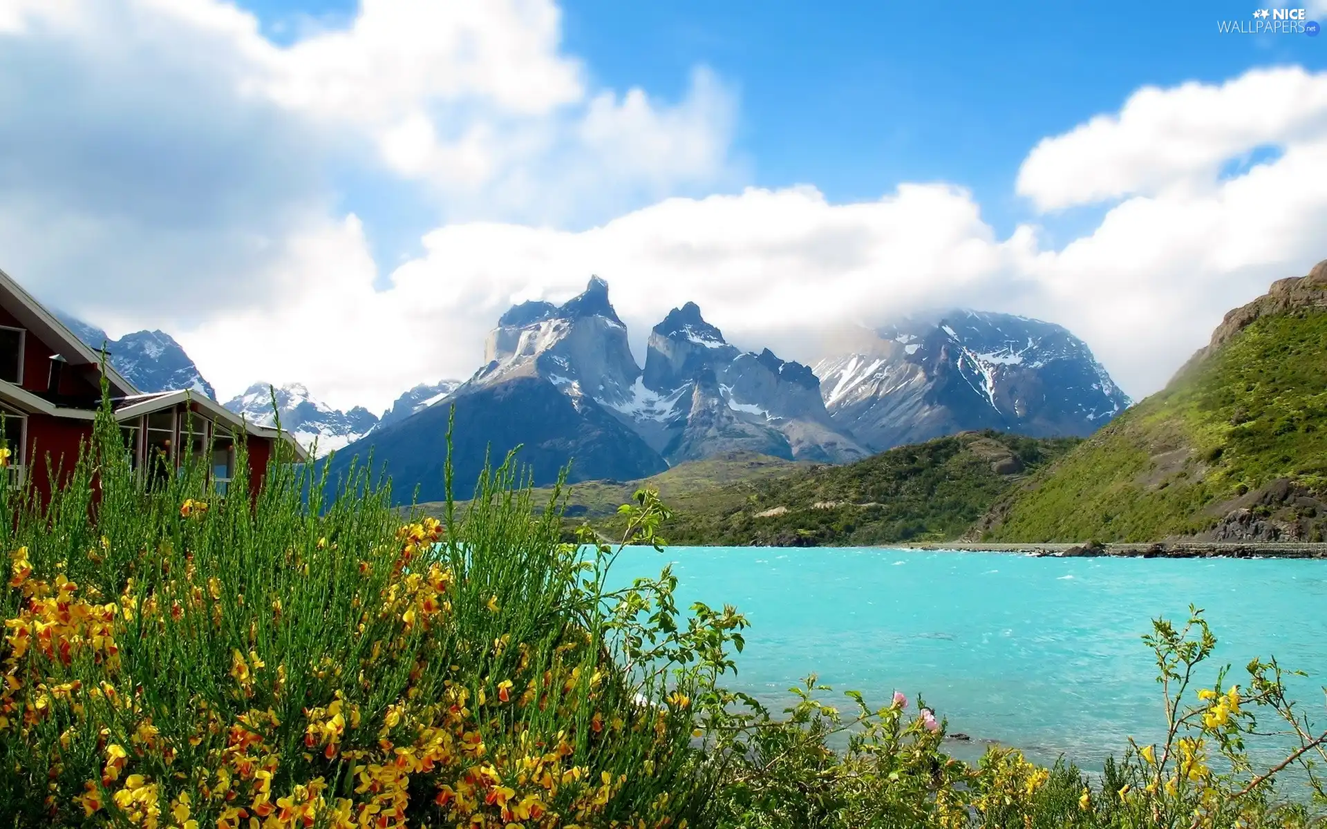 Yellow, Flowers, blue, lake, Mountains