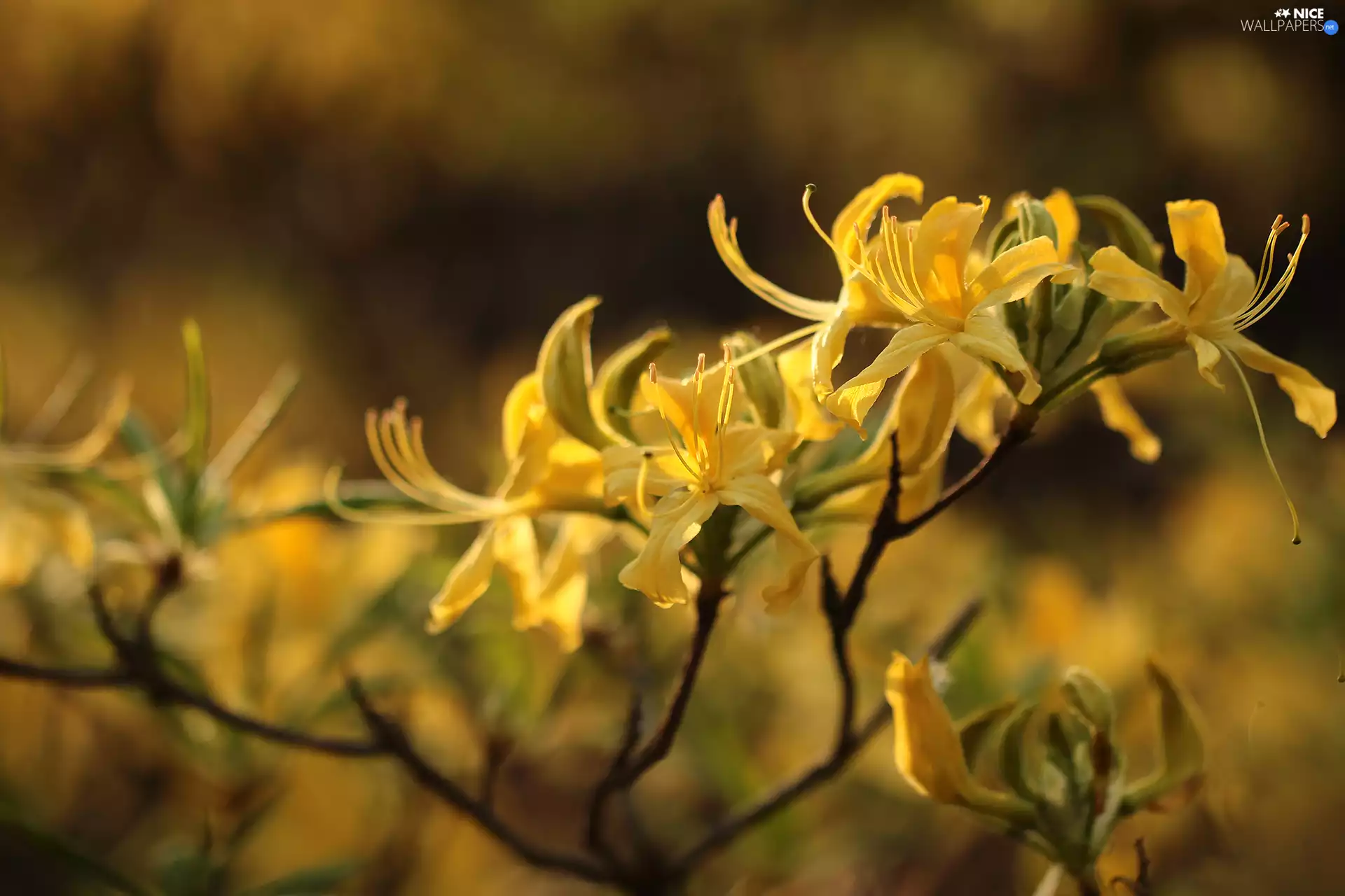 Yellow, Yellow, Flowers, Common Rhododendron