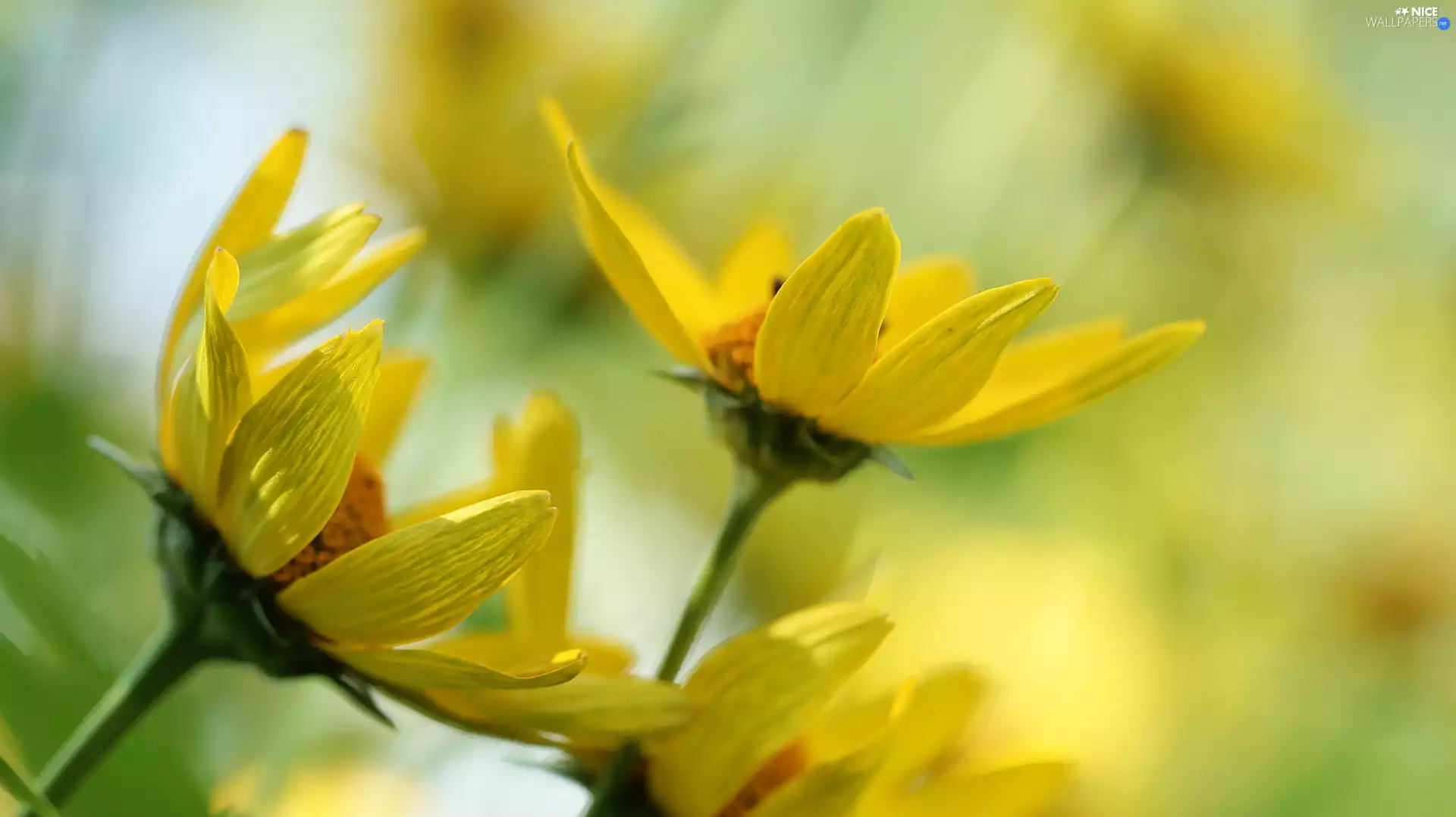 Flowers, False Sunflower, Yellow