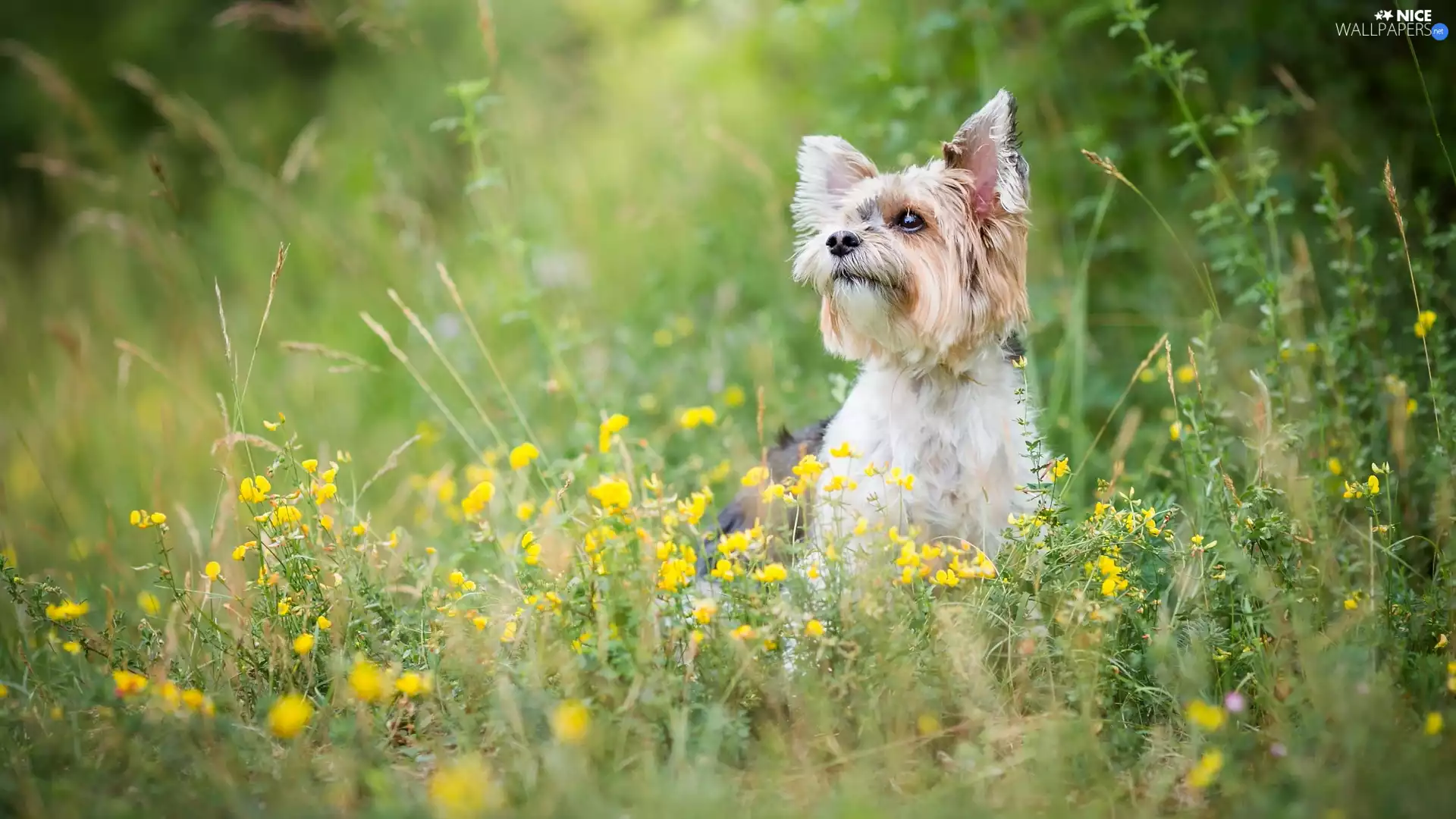 dog, Yellow, Flowers, Yorkshire Terrier