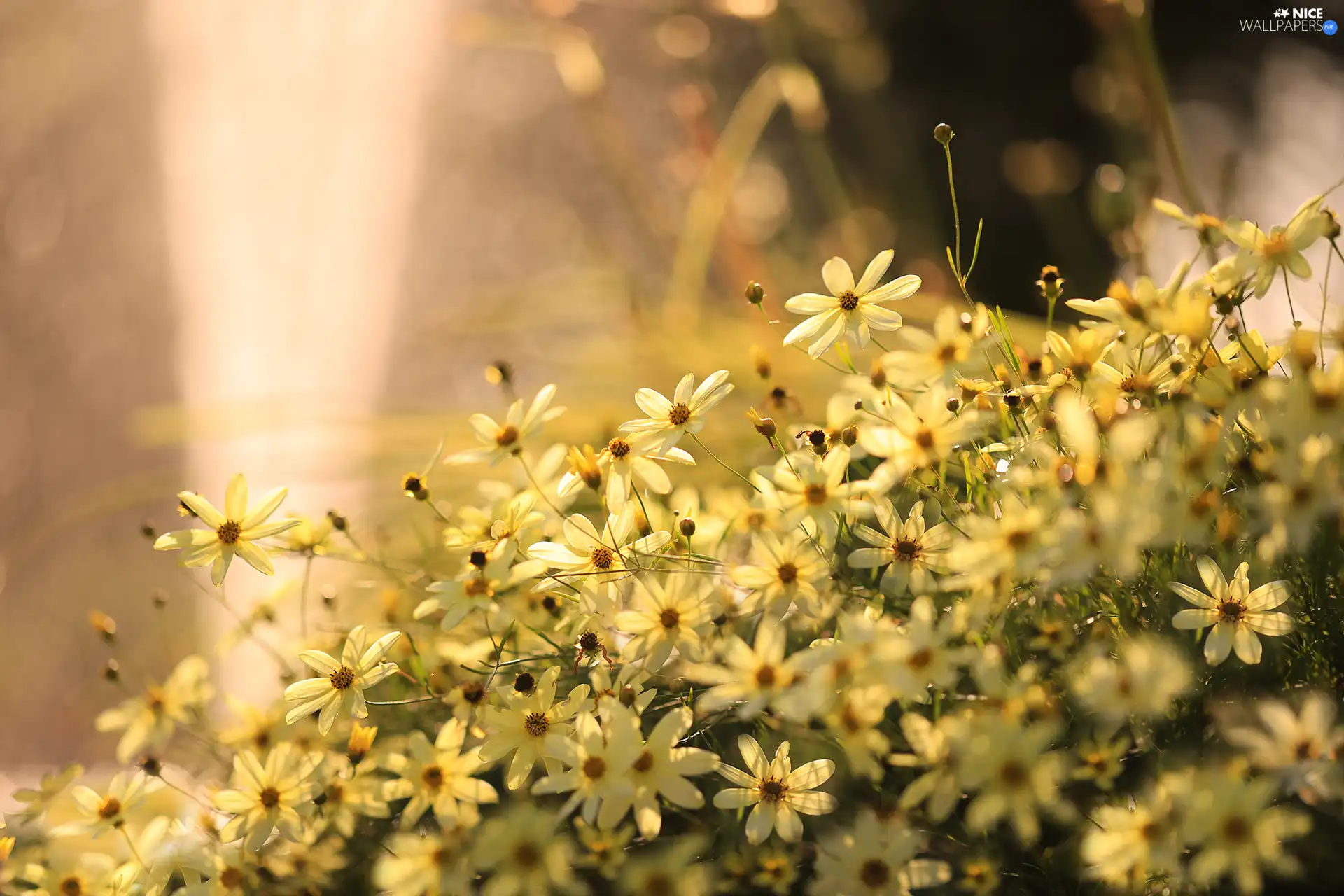 Flowers, Coreopsis Verticillata, Yellow