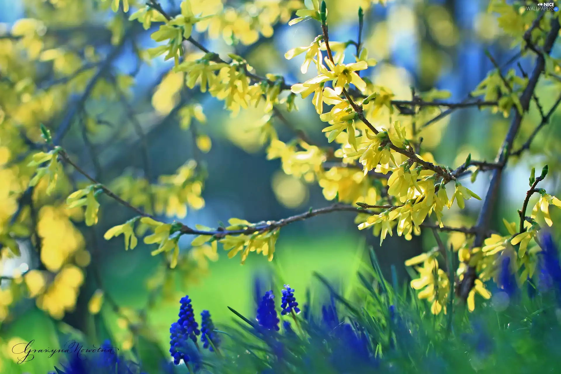 forsythia, Flowers, Muscari, Yellow