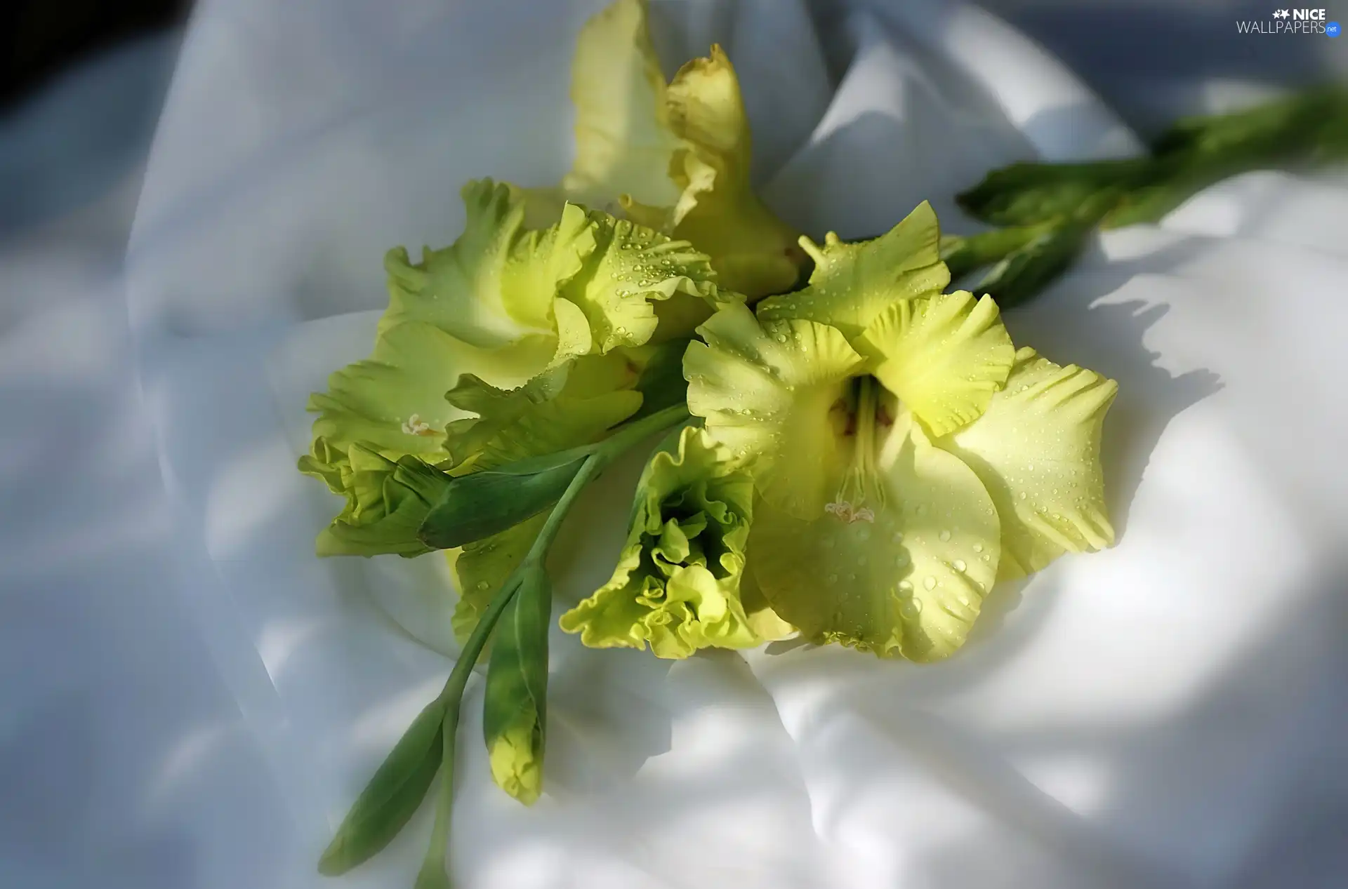 Yellow Honda, Gladiola