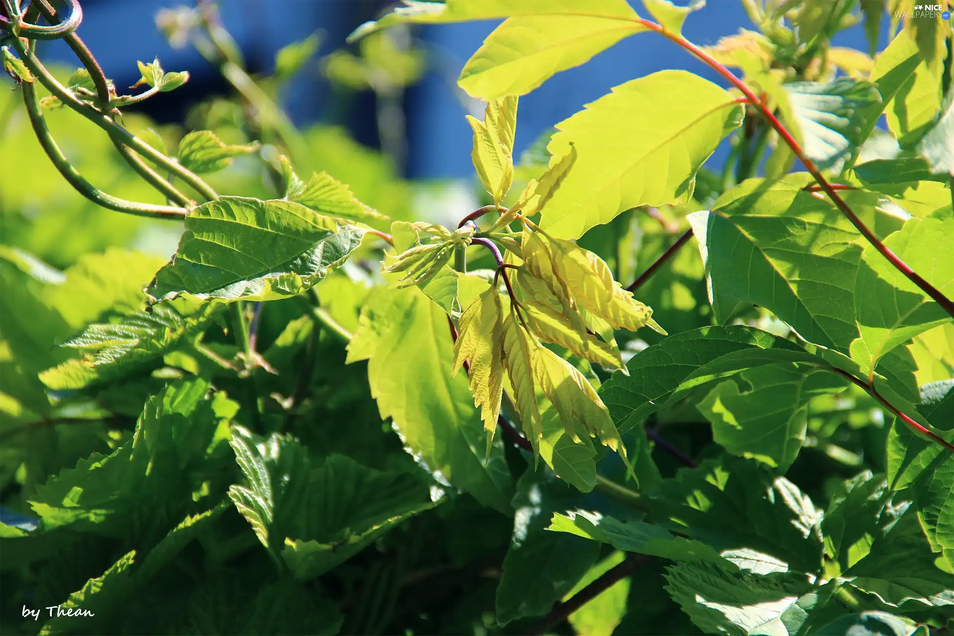 Leaf, green ones, Yellow