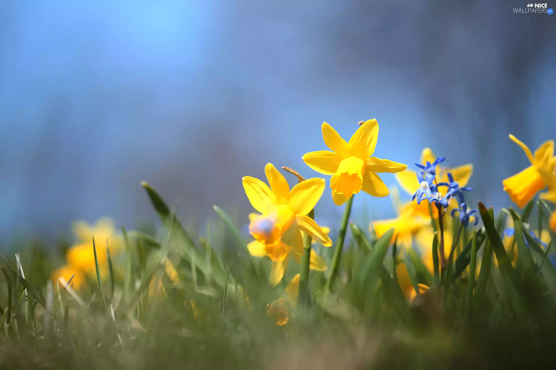 Jonquil, Flowers, squill, Yellow