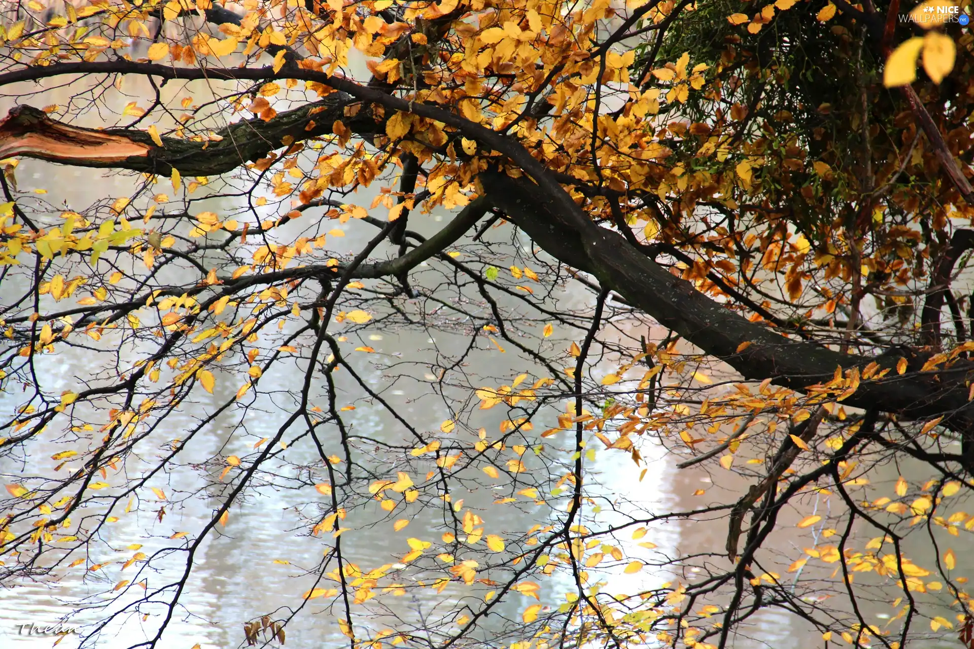 water, trees, Yellow, Leaf, autumn, by