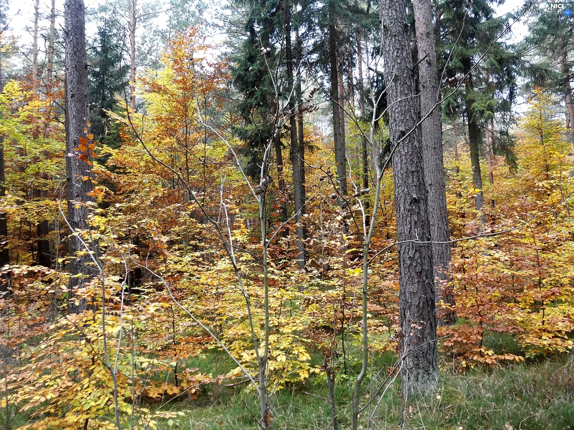trees, forest, Yellow, Leaf, viewes, autumn