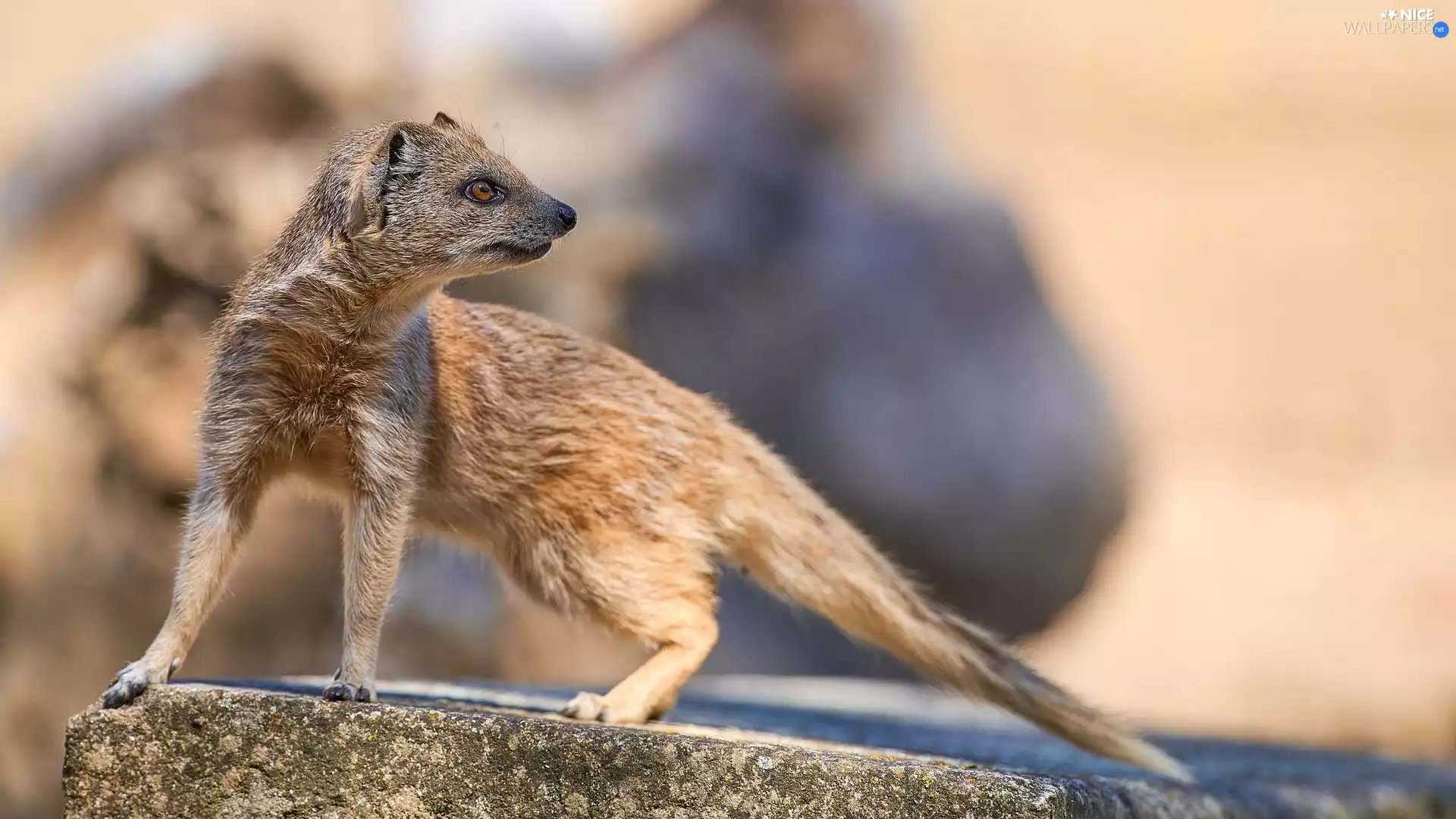 Stone, Yellow Mongoose, Yellow Mongoose