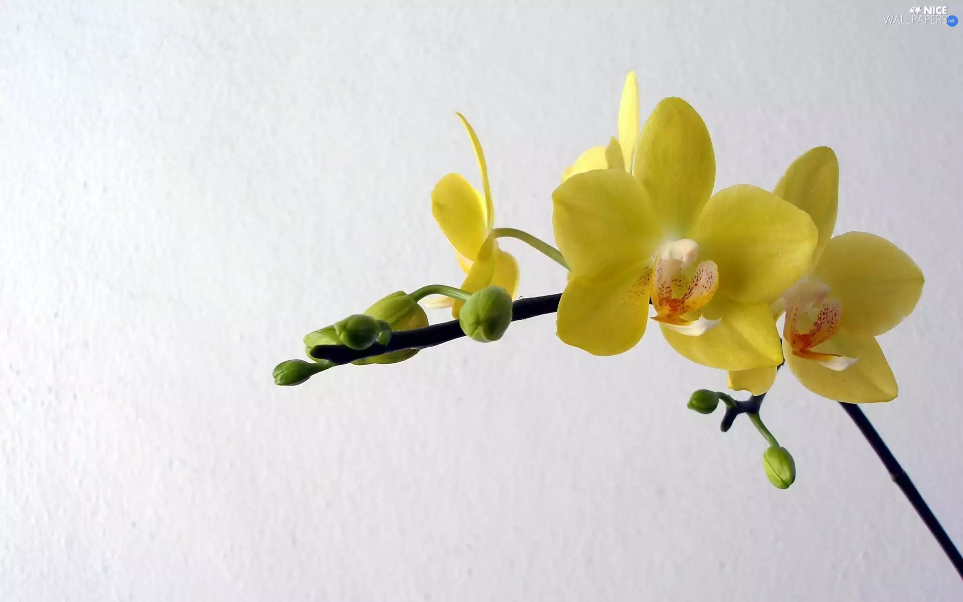 Yellow, orchid