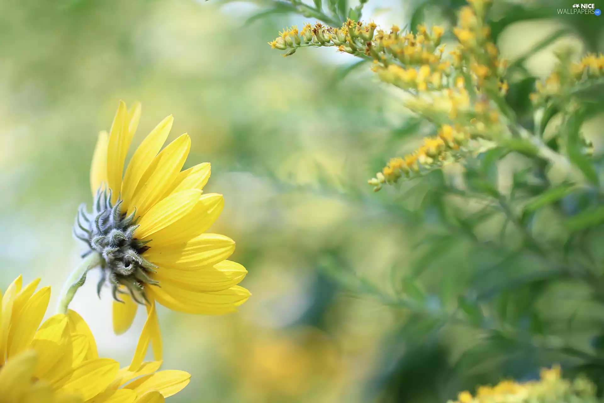 plant, Colourfull Flowers, Yellow