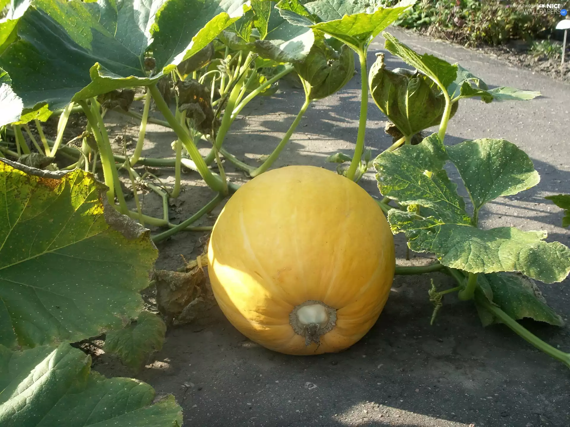 Yellow Honda, pumpkin