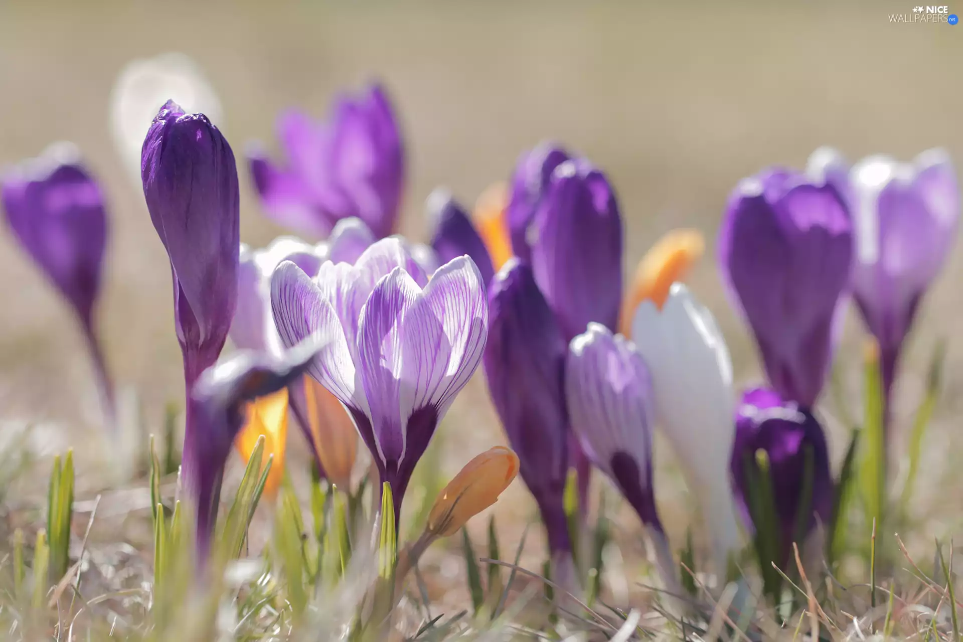 purple, crocuses, Buds, Yellow