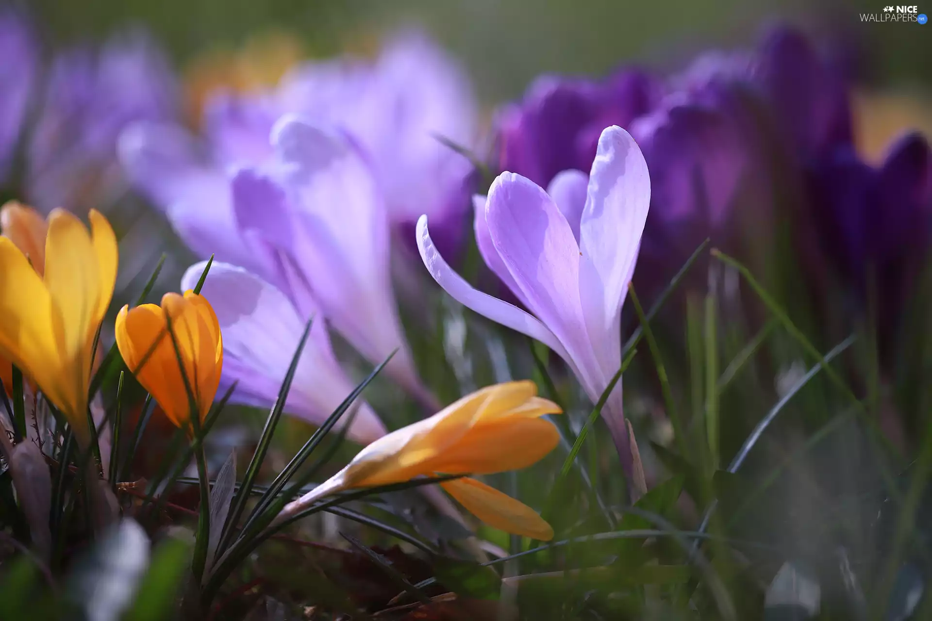 purple, crocuses, Flowers, Yellow