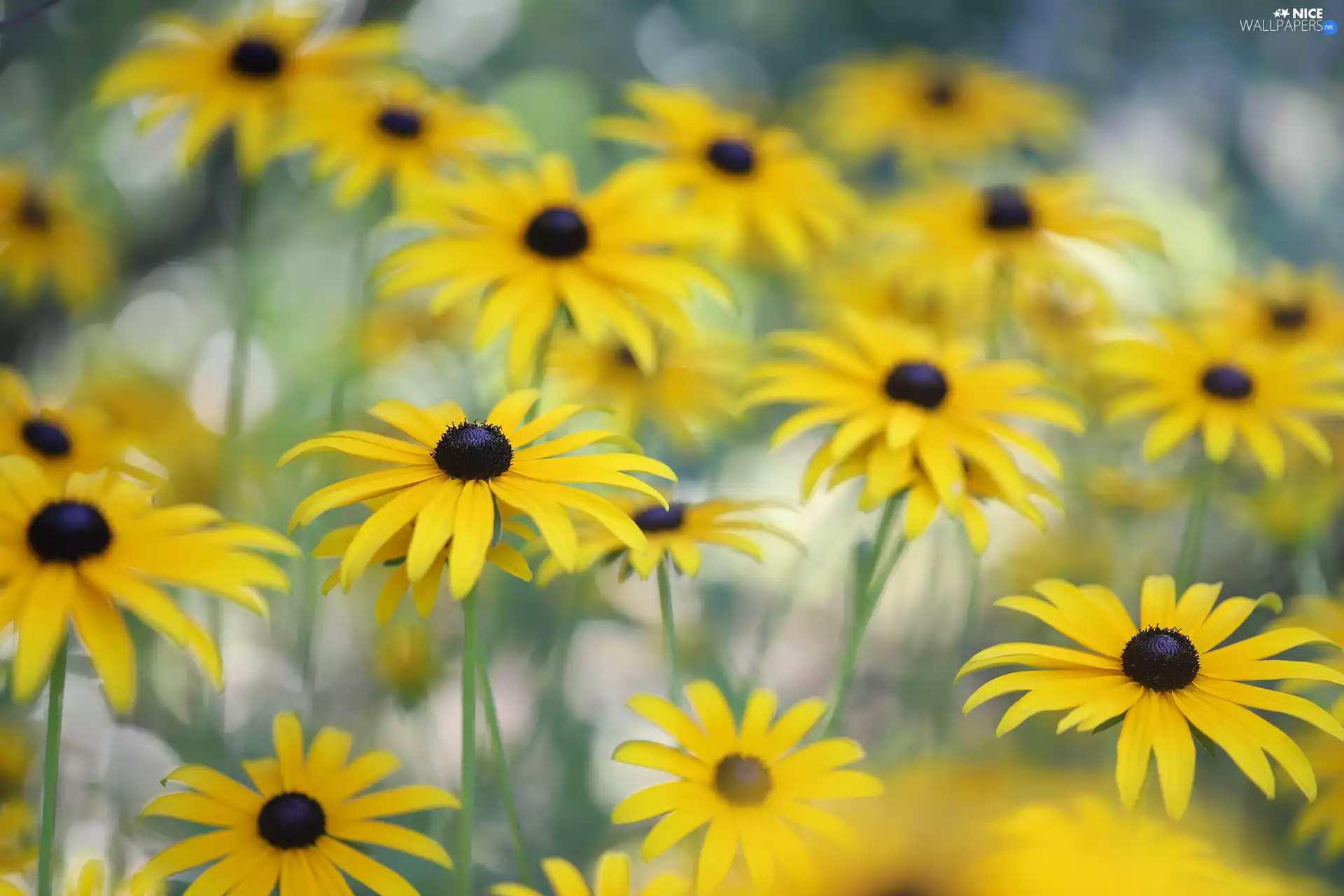 Rudbeckia, Flowers, rapprochement, Yellow
