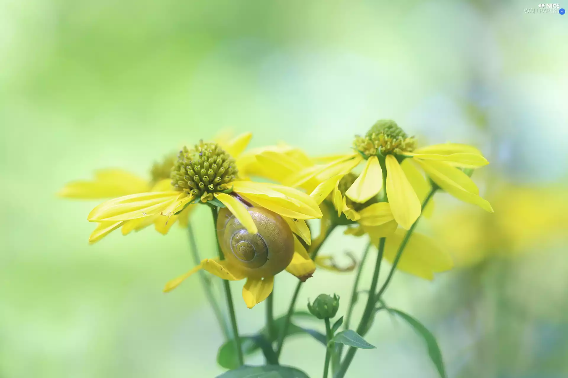 Rudbeckia, Flowers, snail, Yellow