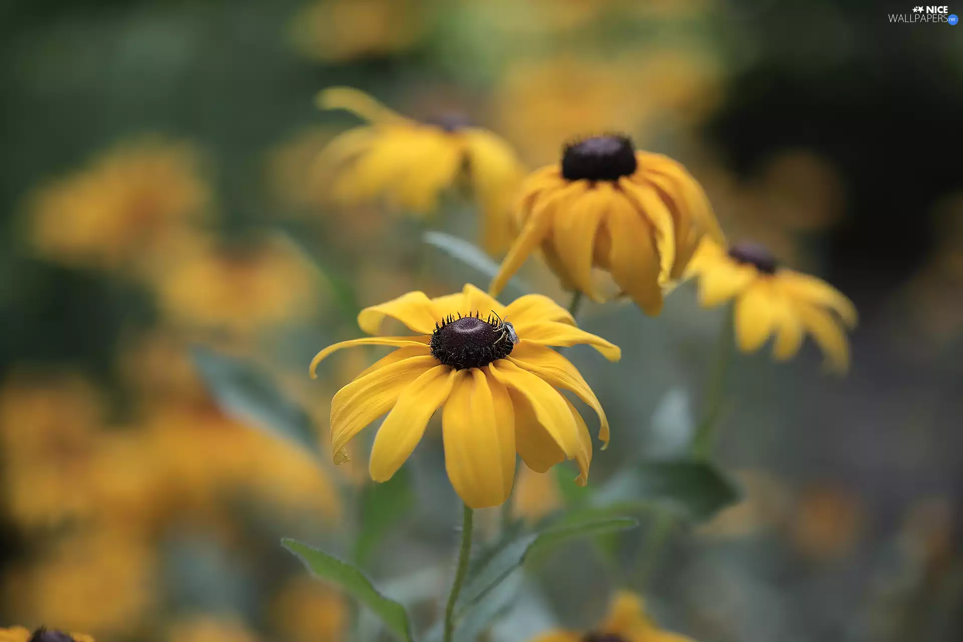 Rudbekie, Flowers, Insect, Yellow