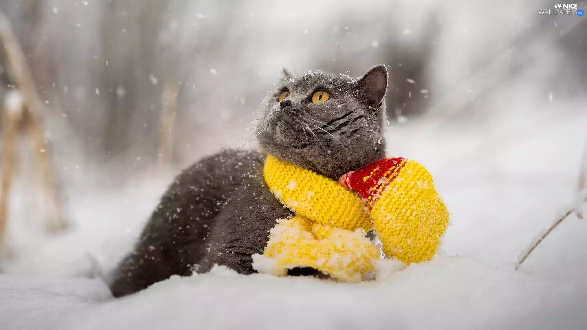 Scarf, British Cat, Yellow