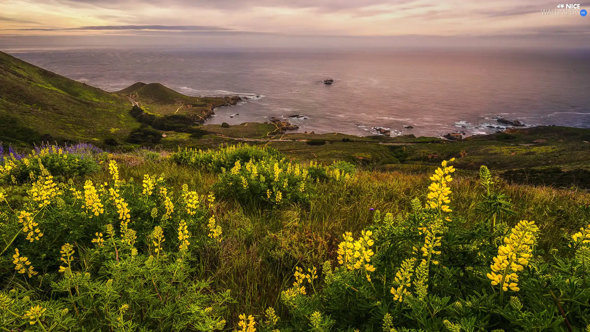 sea, Flowers, lupine, Yellow