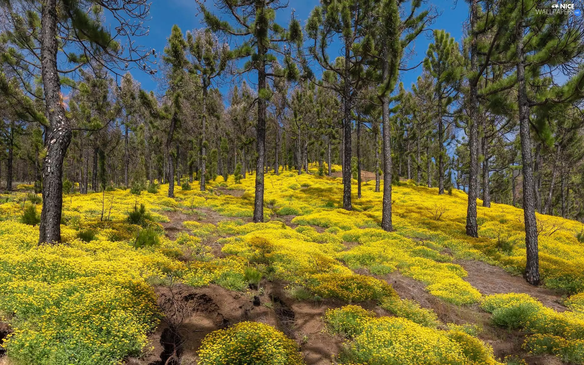 forest, Cumbre Vieja Nature Park, pine, Yellow, Canary Islands, Spain, Black Medick, La Palma Island, Flowers