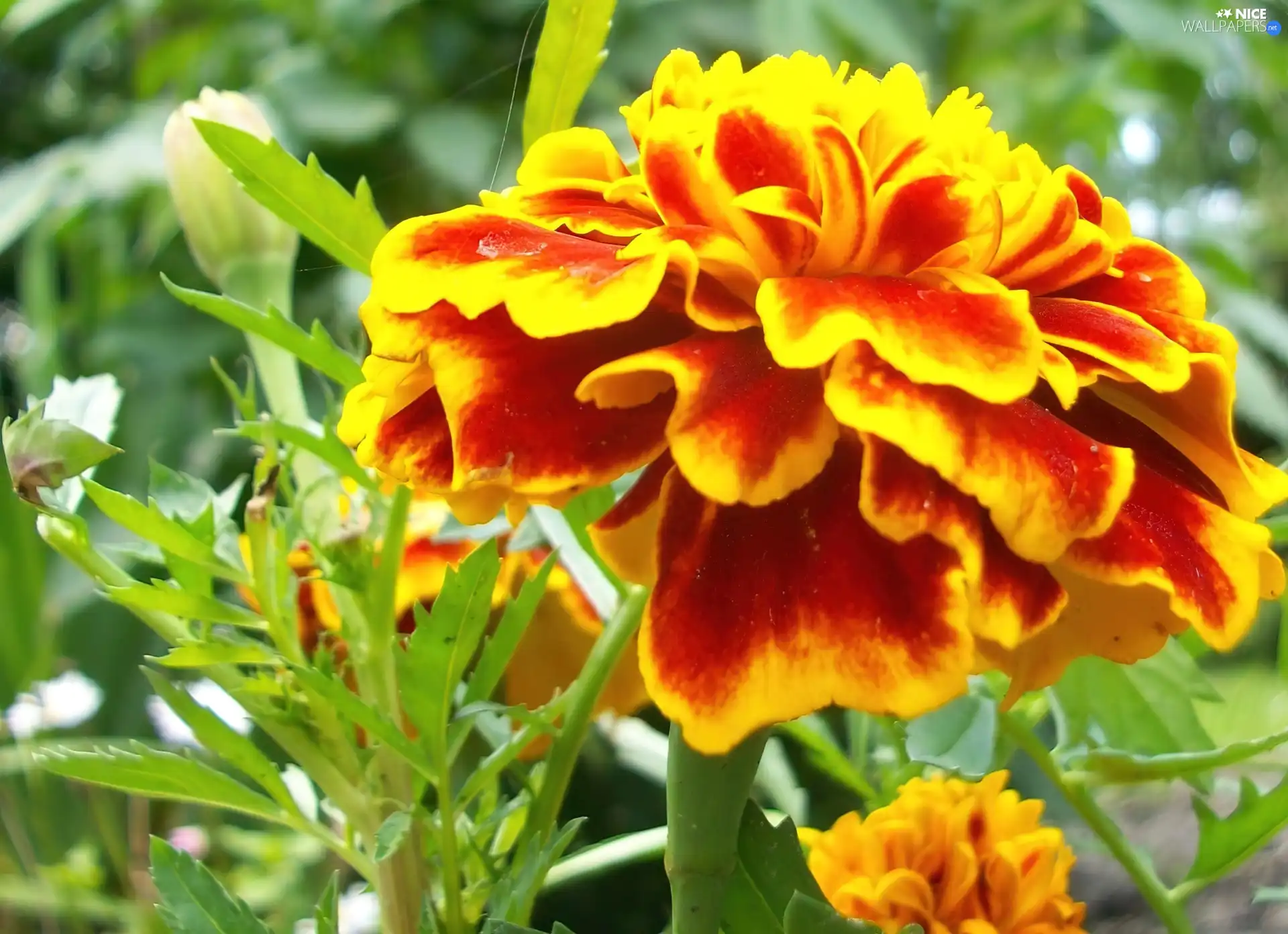 Tagetes, orange, Yellow Honda