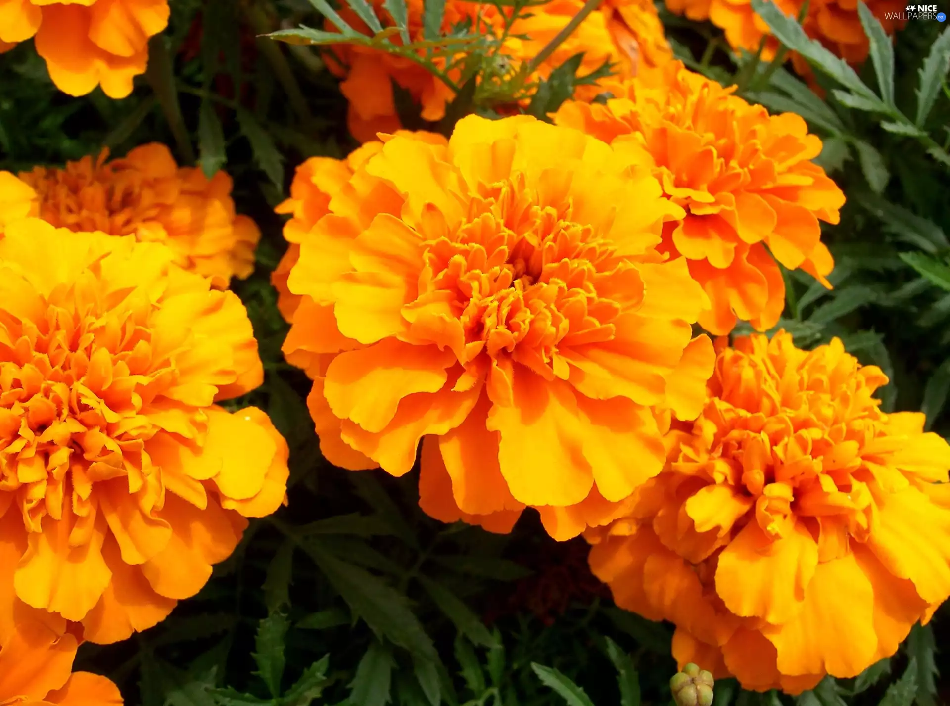 Yellow Honda, Tagetes