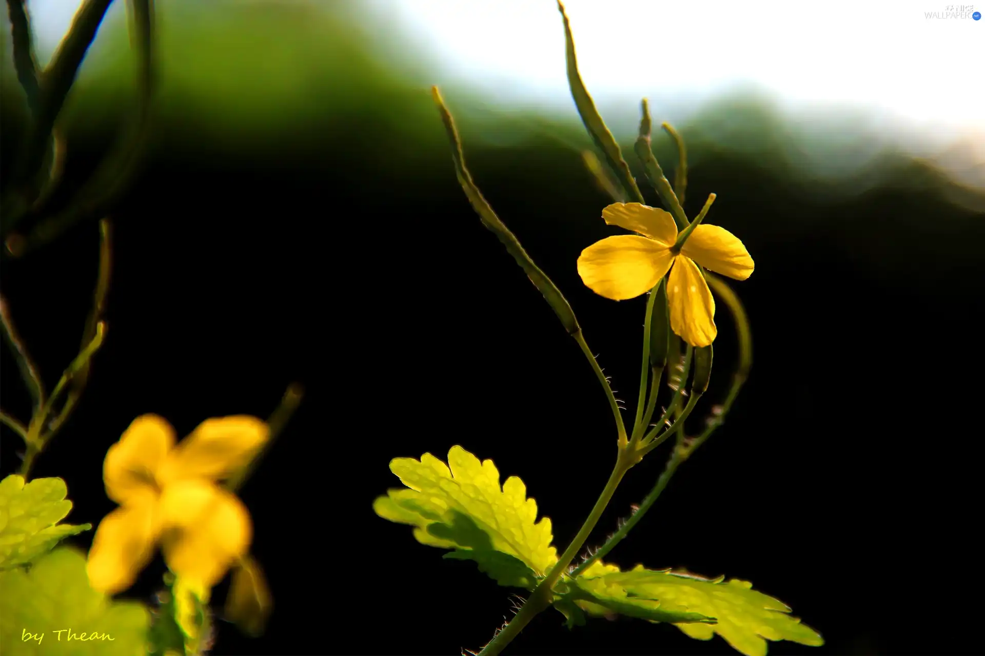 Flower, The herb, Yellow