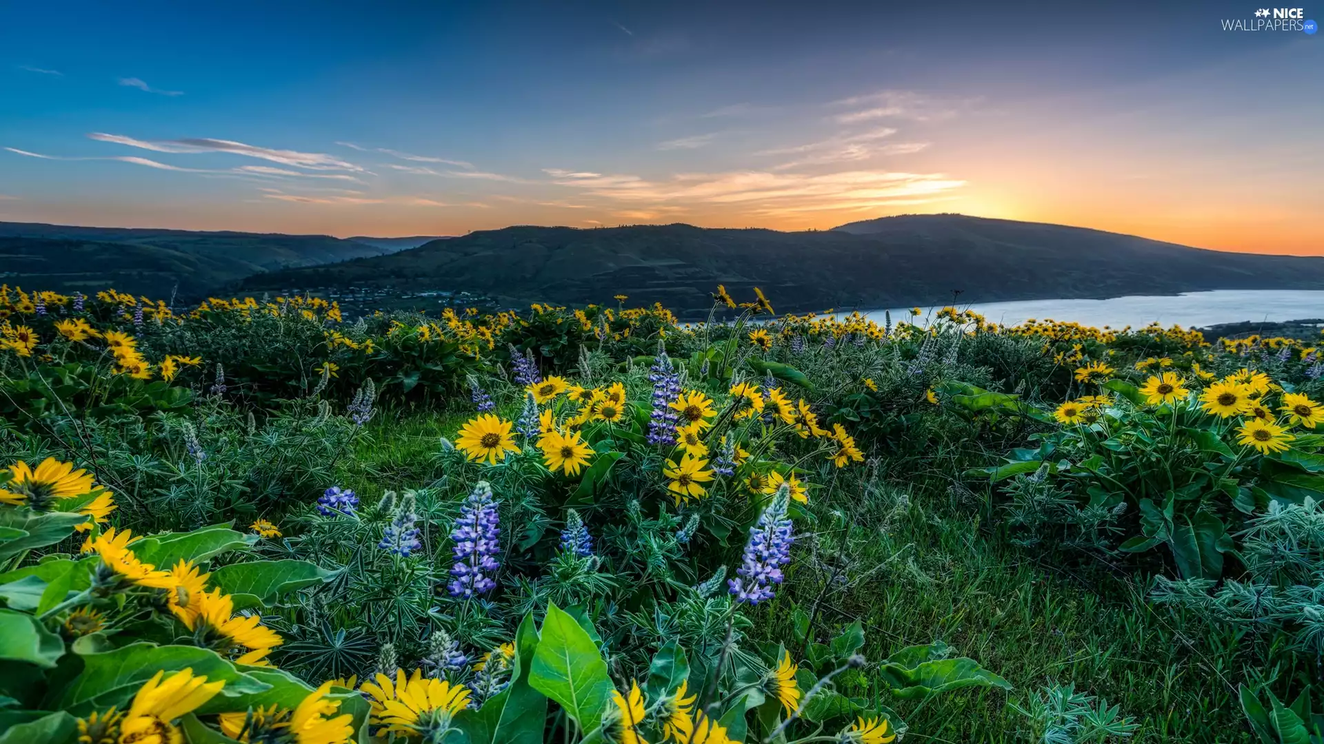 Yellow, Flowers, Meadow, blue, Sunrise, River, The Hills, lupine