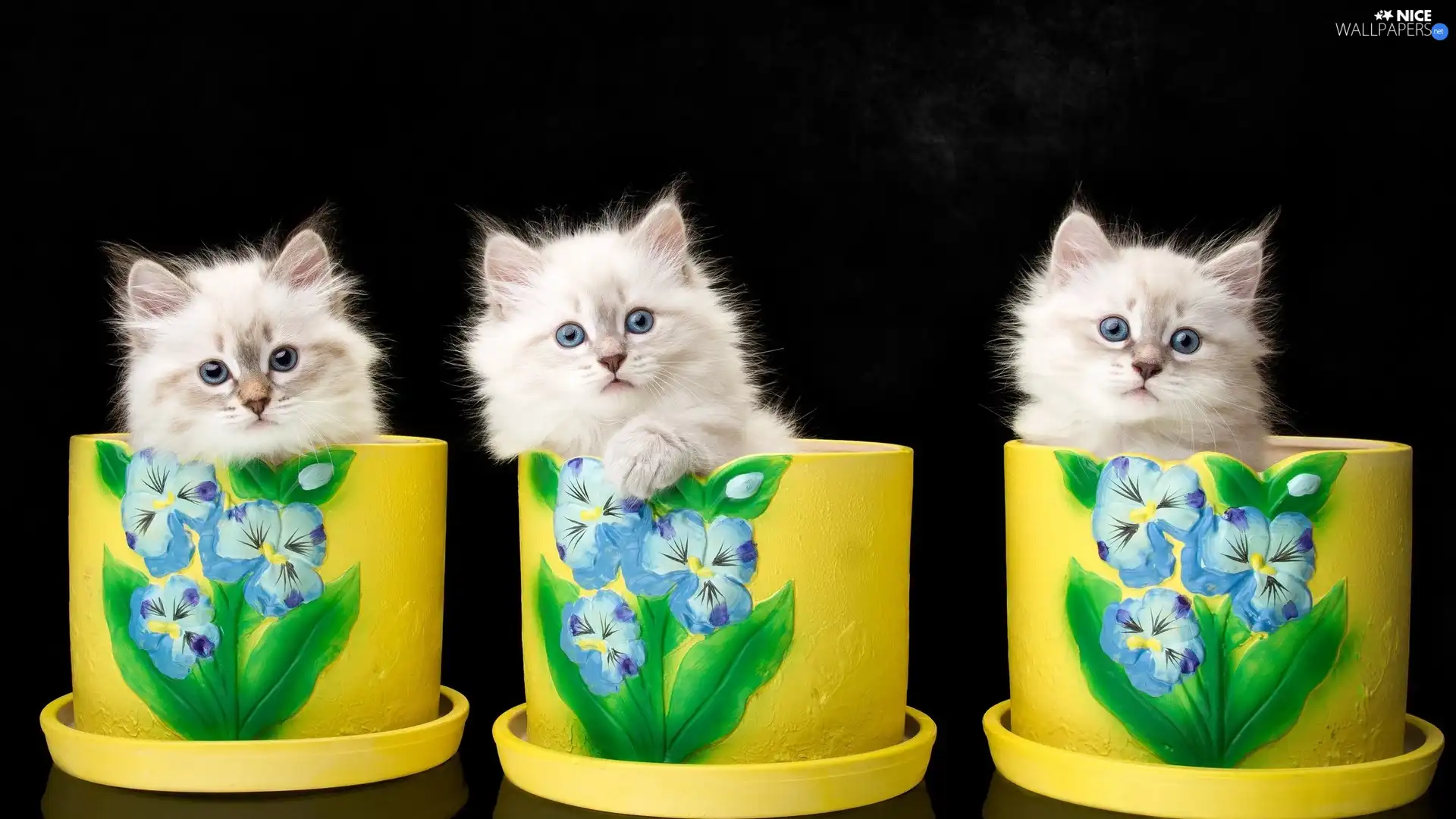 little doggies, Three, Yellow, Pots, cats, BBW