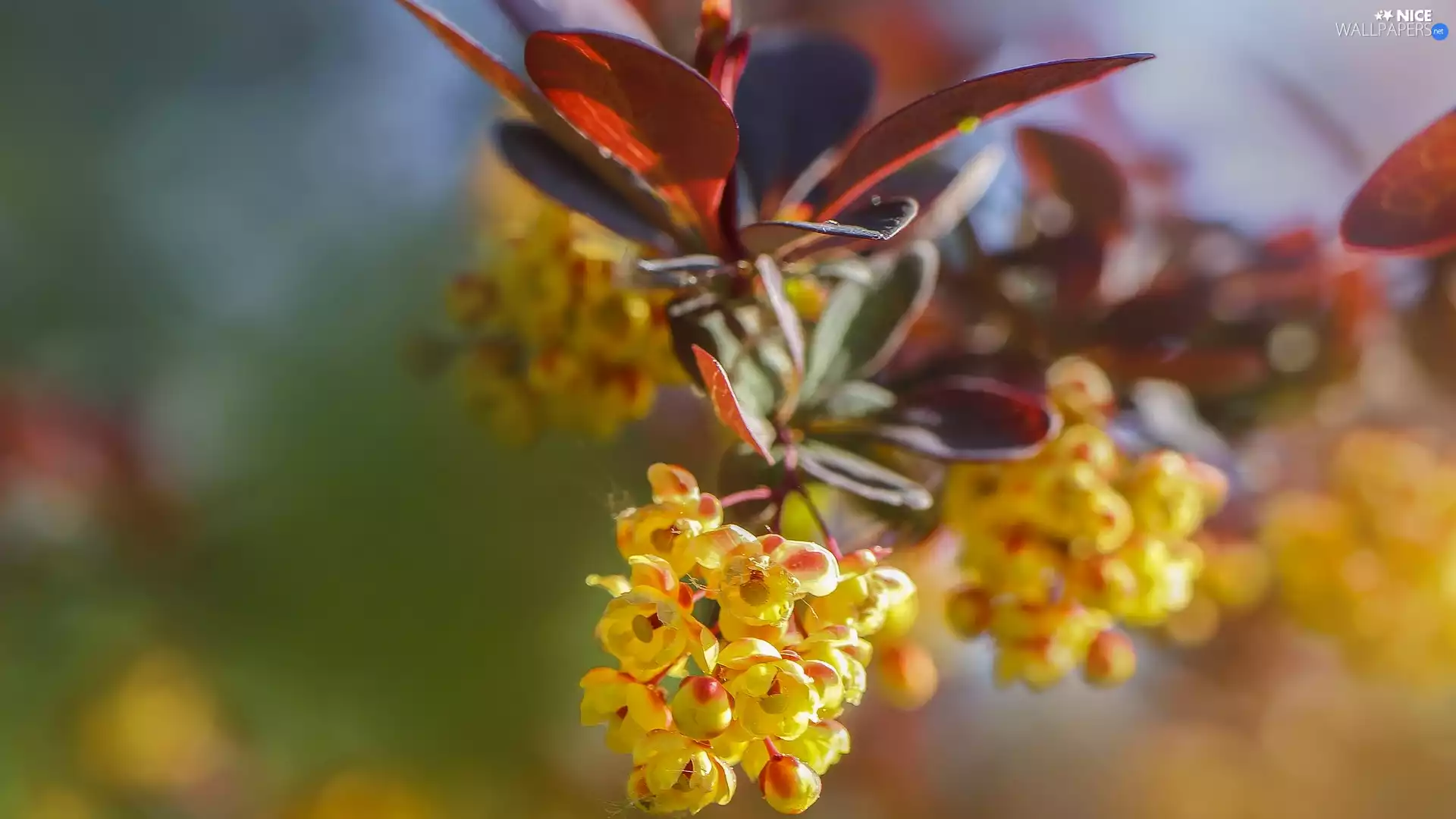 twig, Flowers, barberry, Yellow