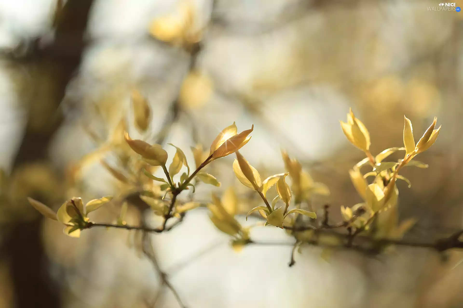 Twigs, Leaf, Buds, Yellow