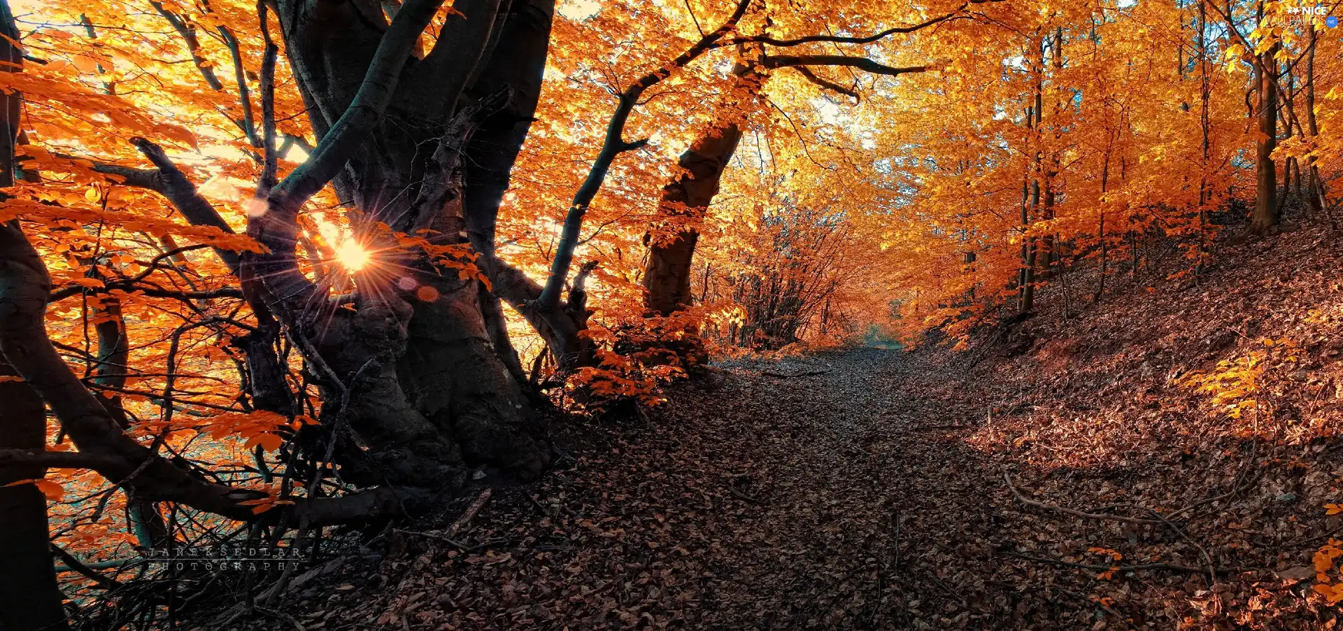 viewes, Yellow, Path, Leaf, sun, trees, autumn, rays