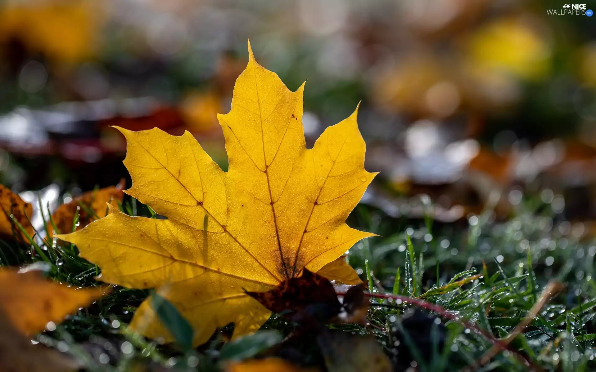 wet, leaf, maple, Yellow