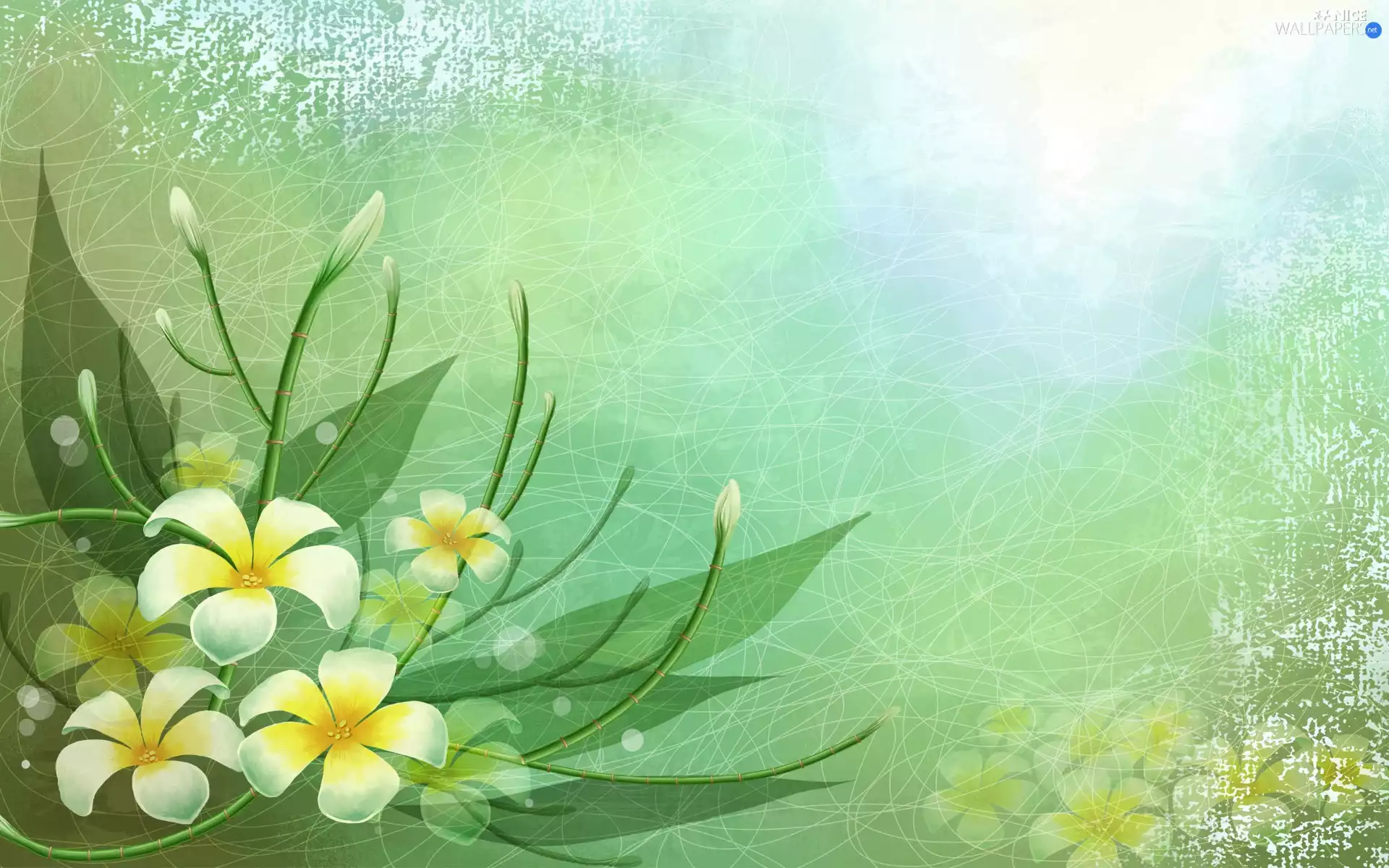 white, Flowers, texture, Yellow