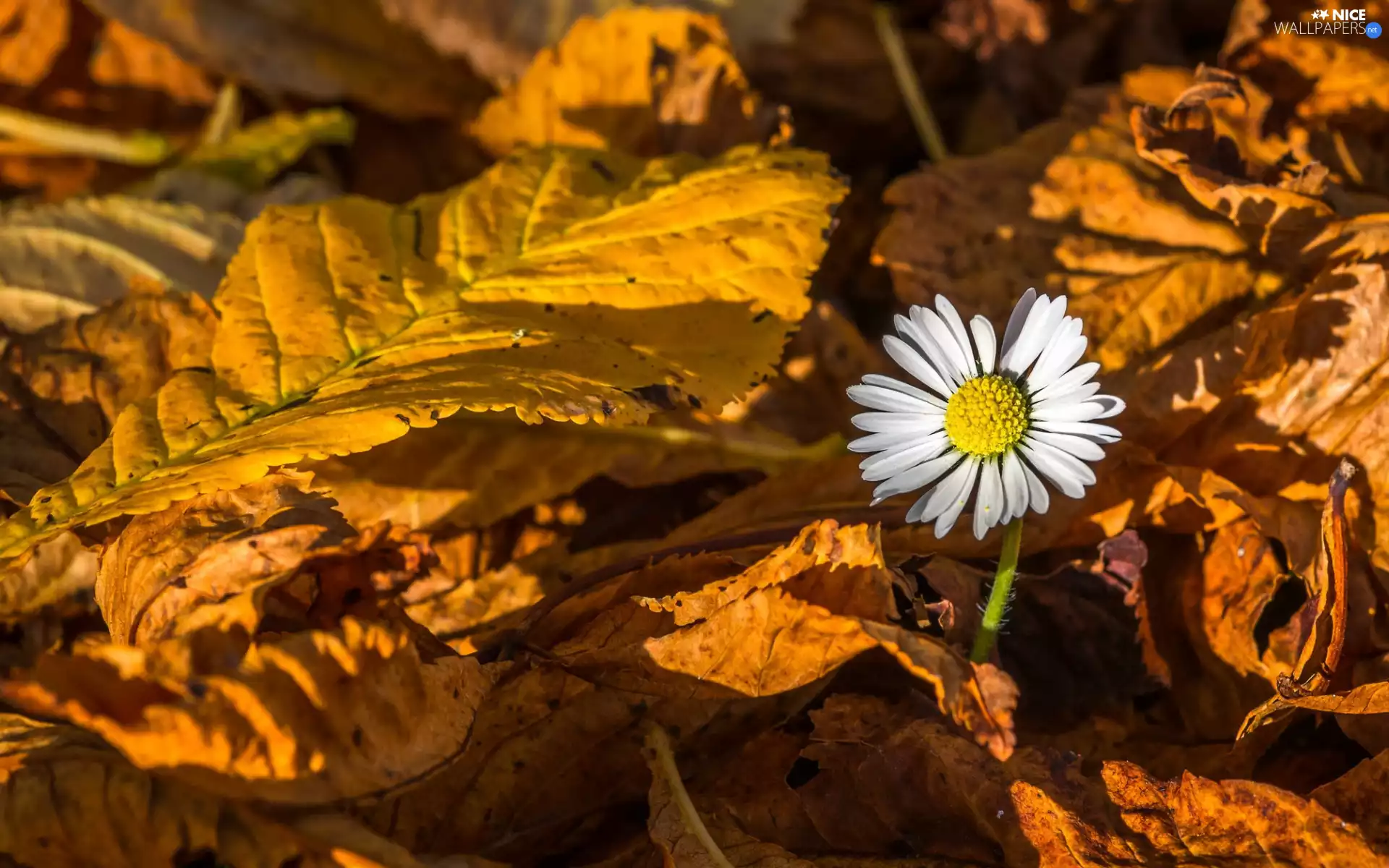 Colourfull Flowers, daisy, Yellowed, Leaf, autumn