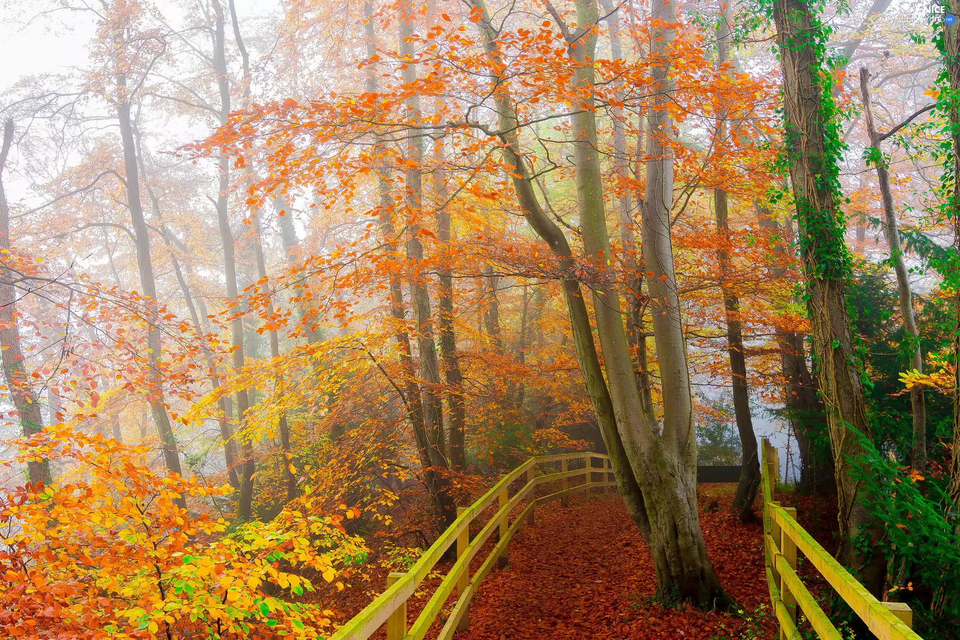 autumn, Path, Fog, fence, Leaf, viewes, trees, Yellowed