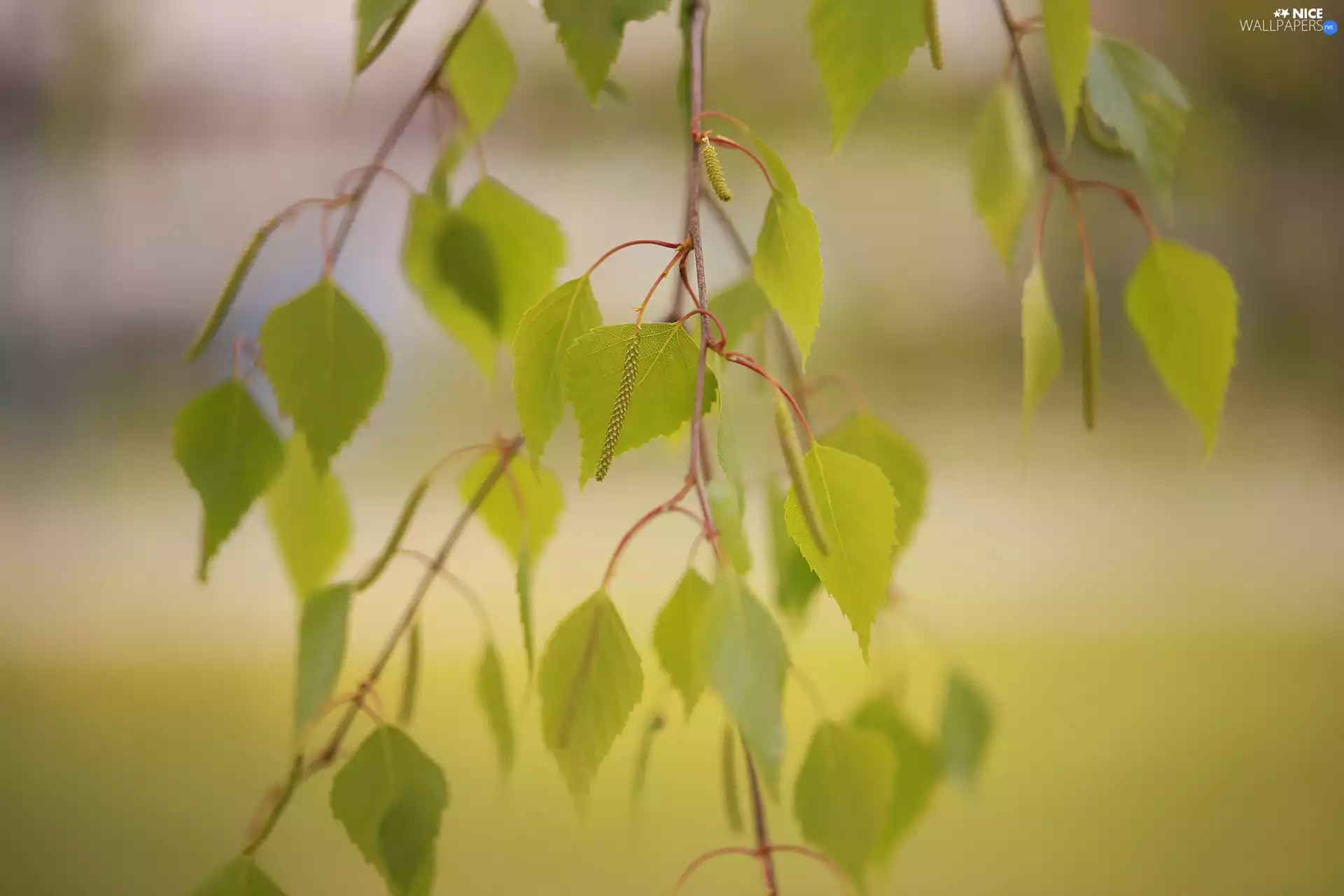 Leaf, birch-tree, young