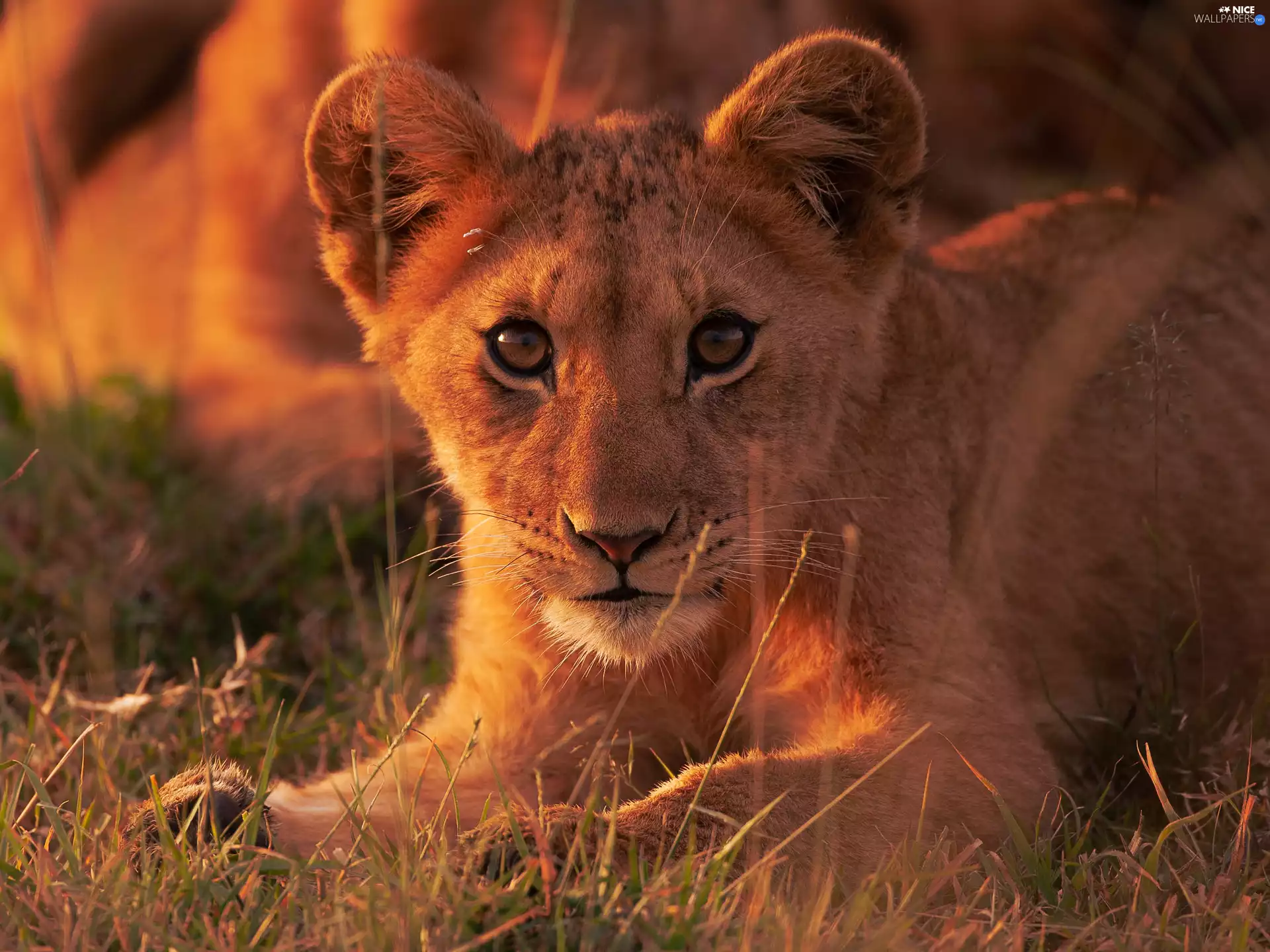 lying, lion, grass, young