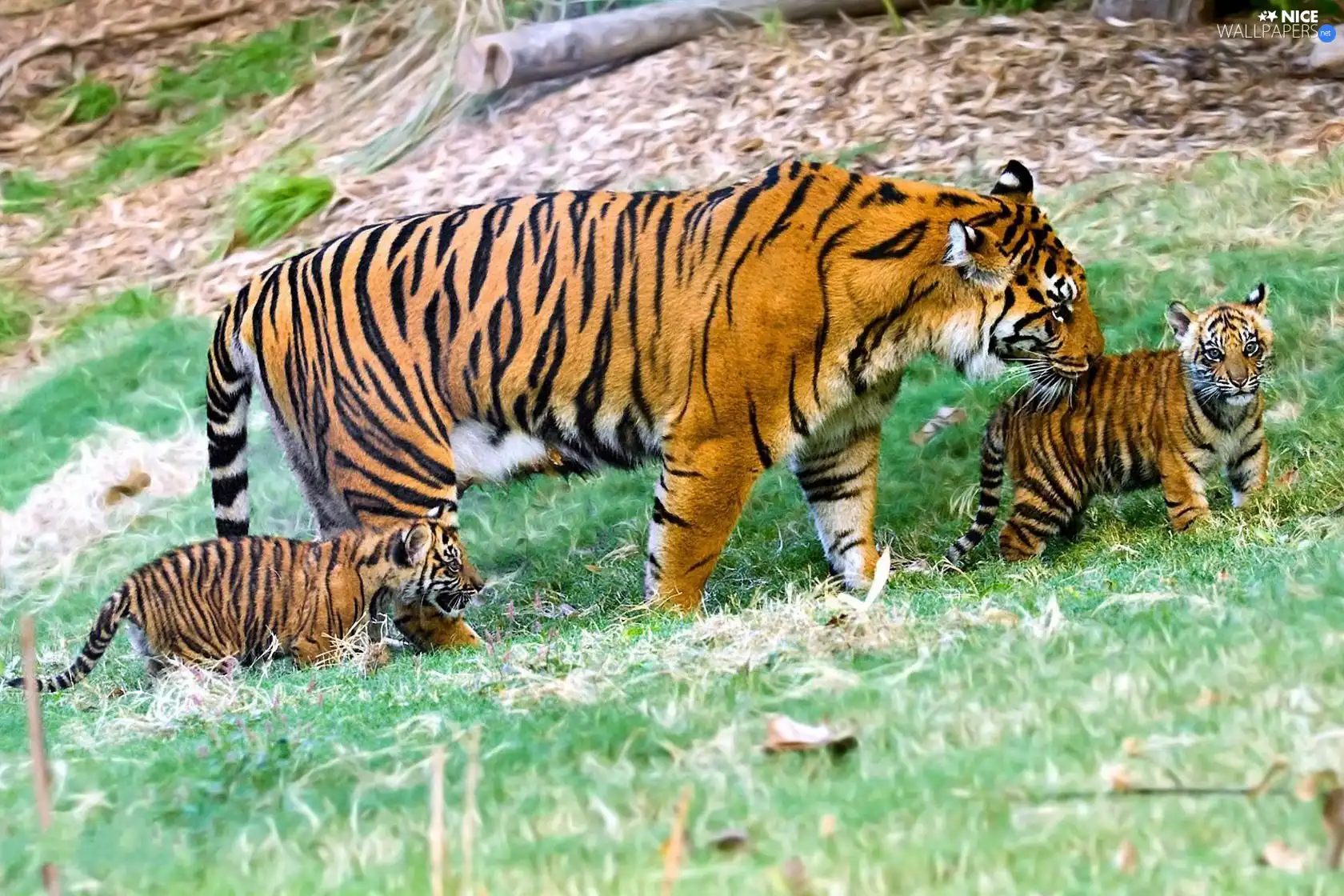 young, tigress, mother