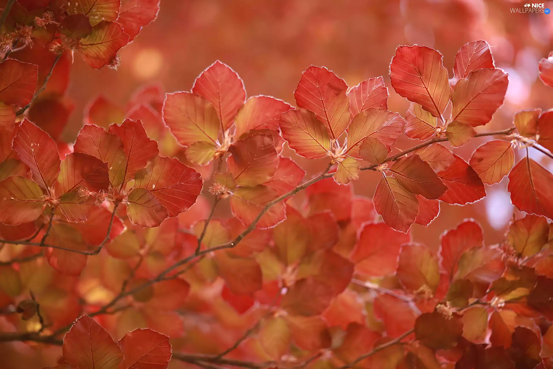 Red, Leaf, beech, young