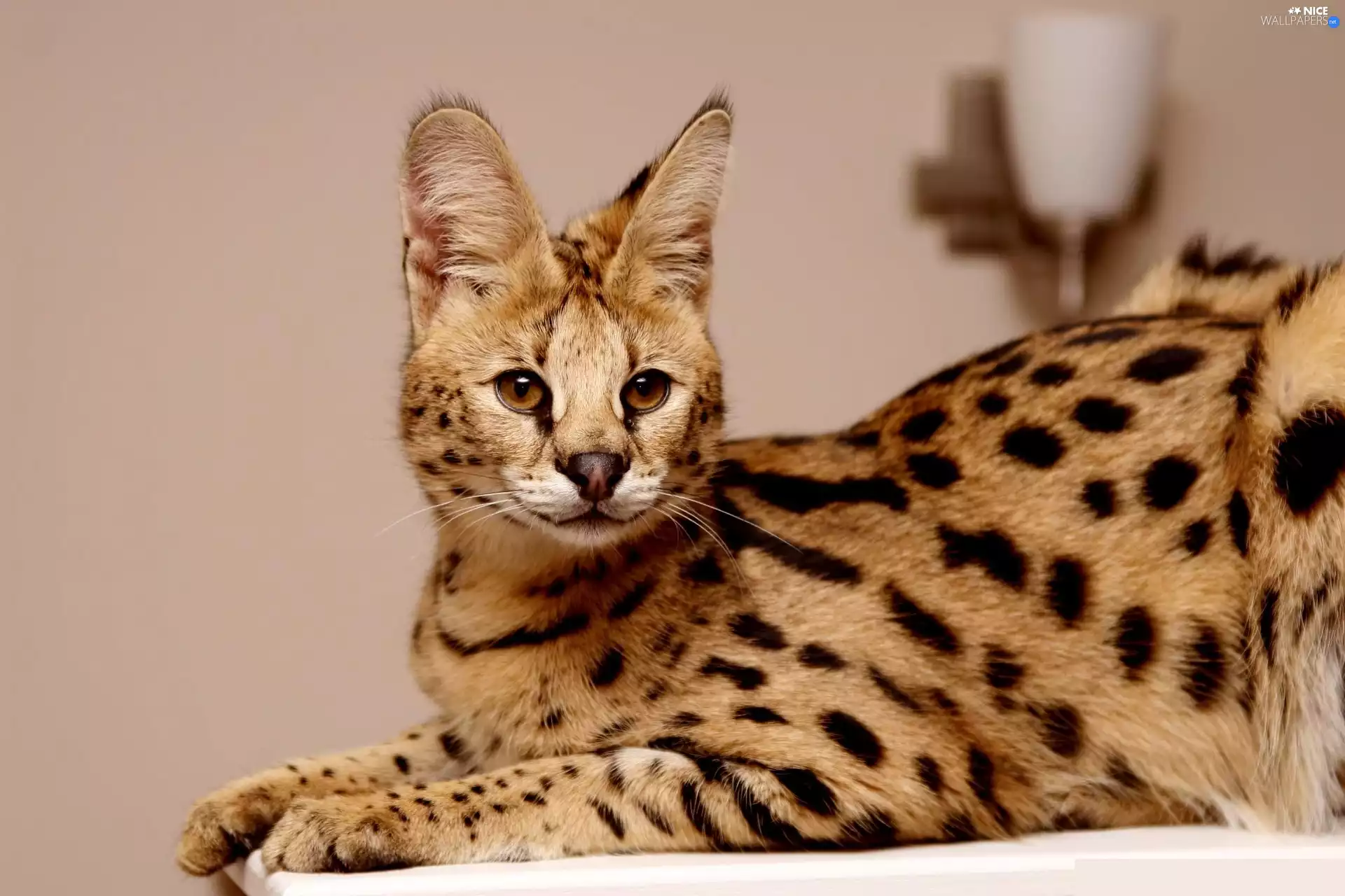 young, Serval